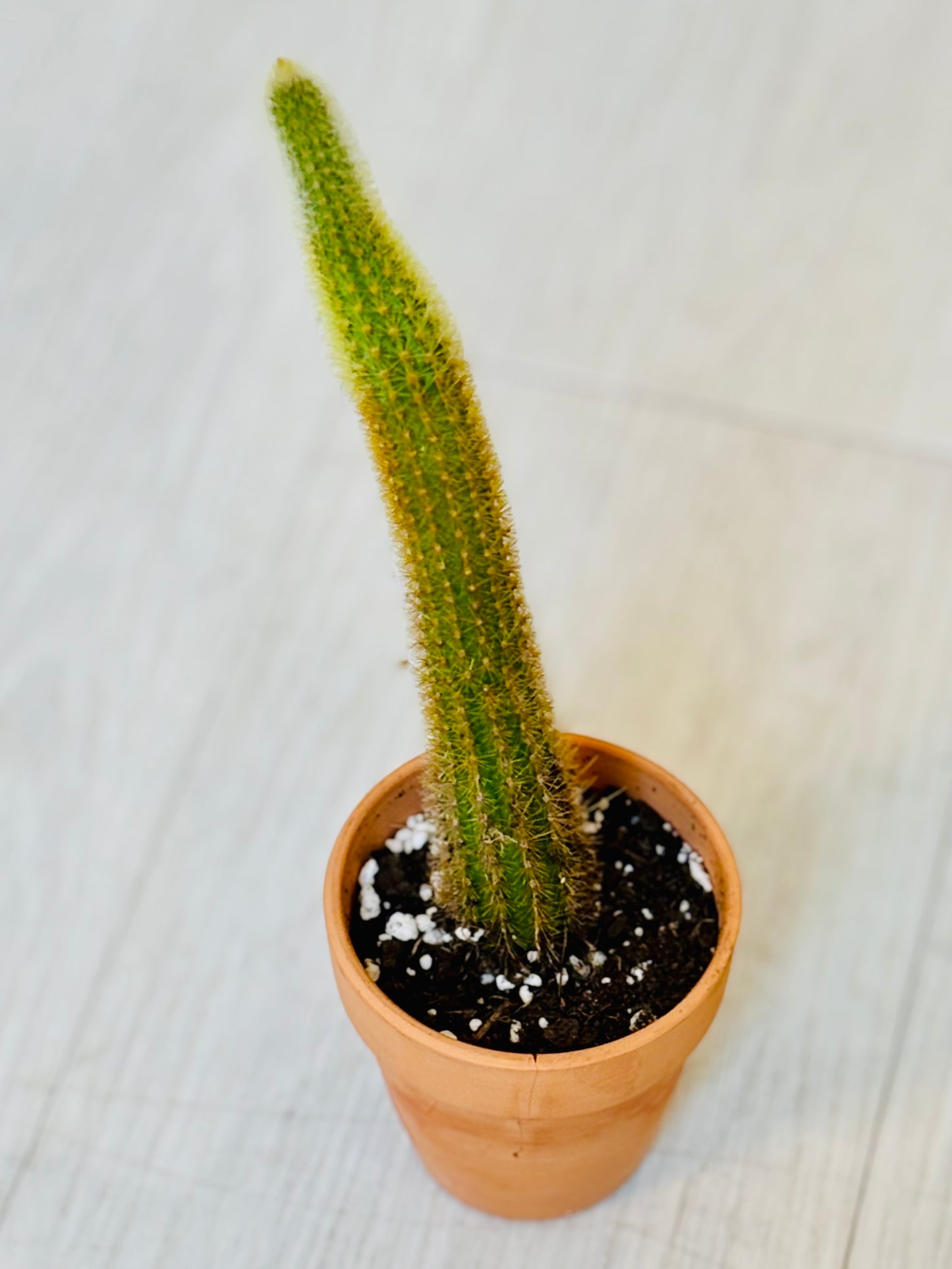 Cactus - Assorted 4"