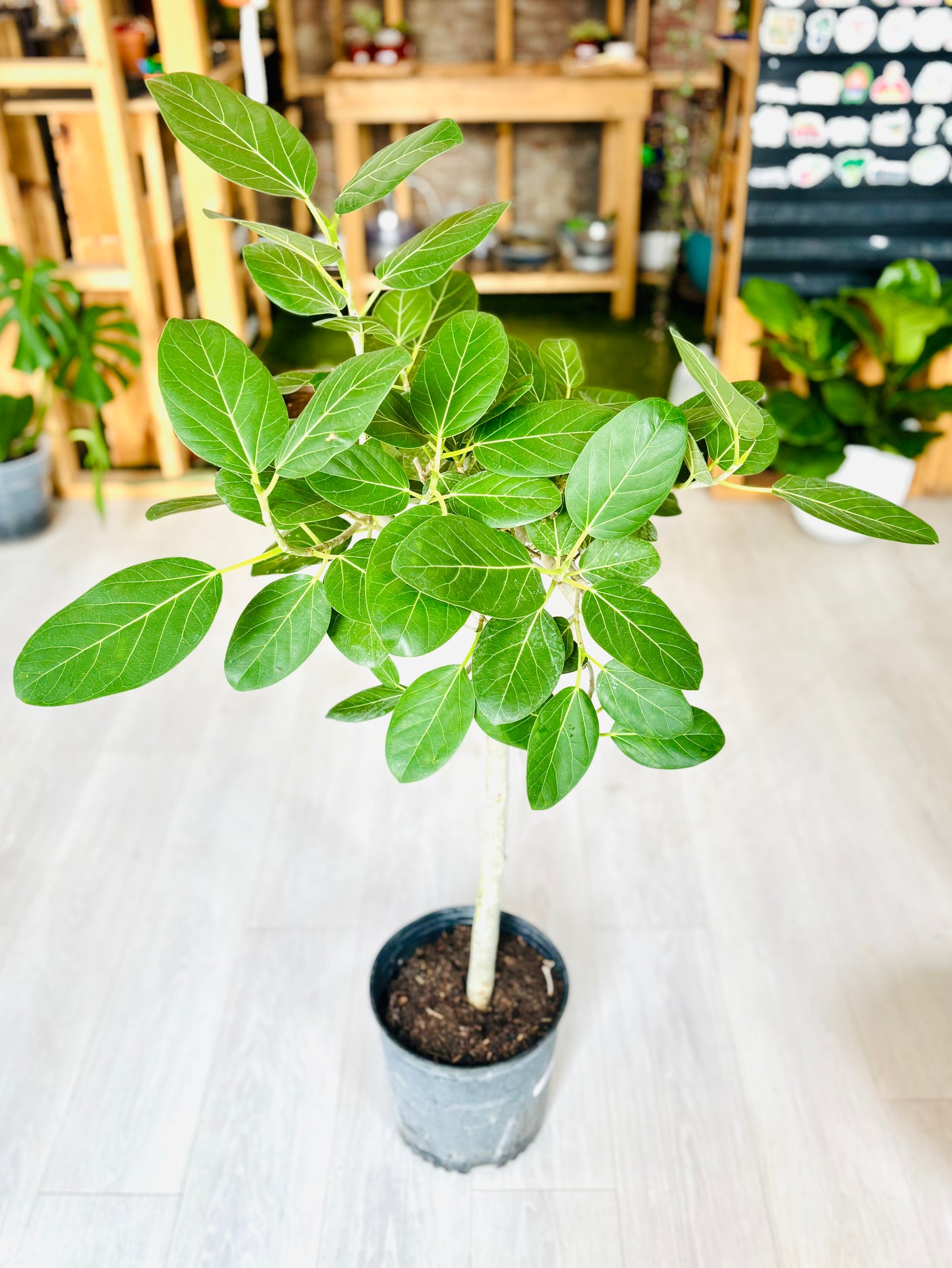 Audrey Bush Ficus