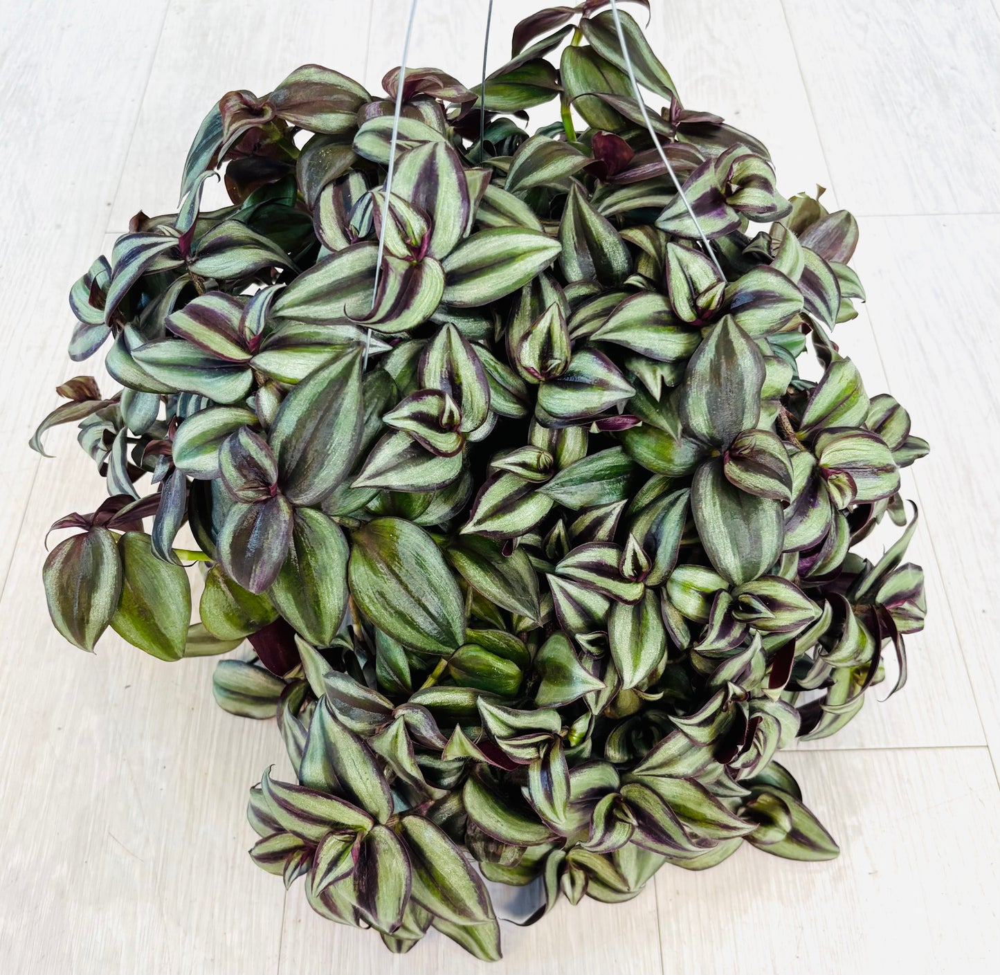 Zebrina Tradescantia