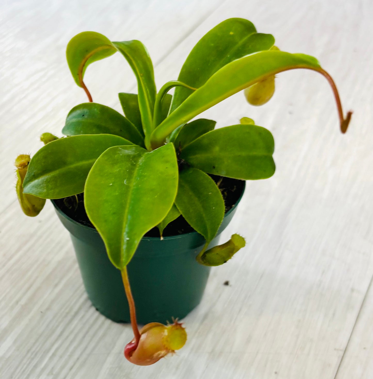 Nepenthes Pitcher Plant