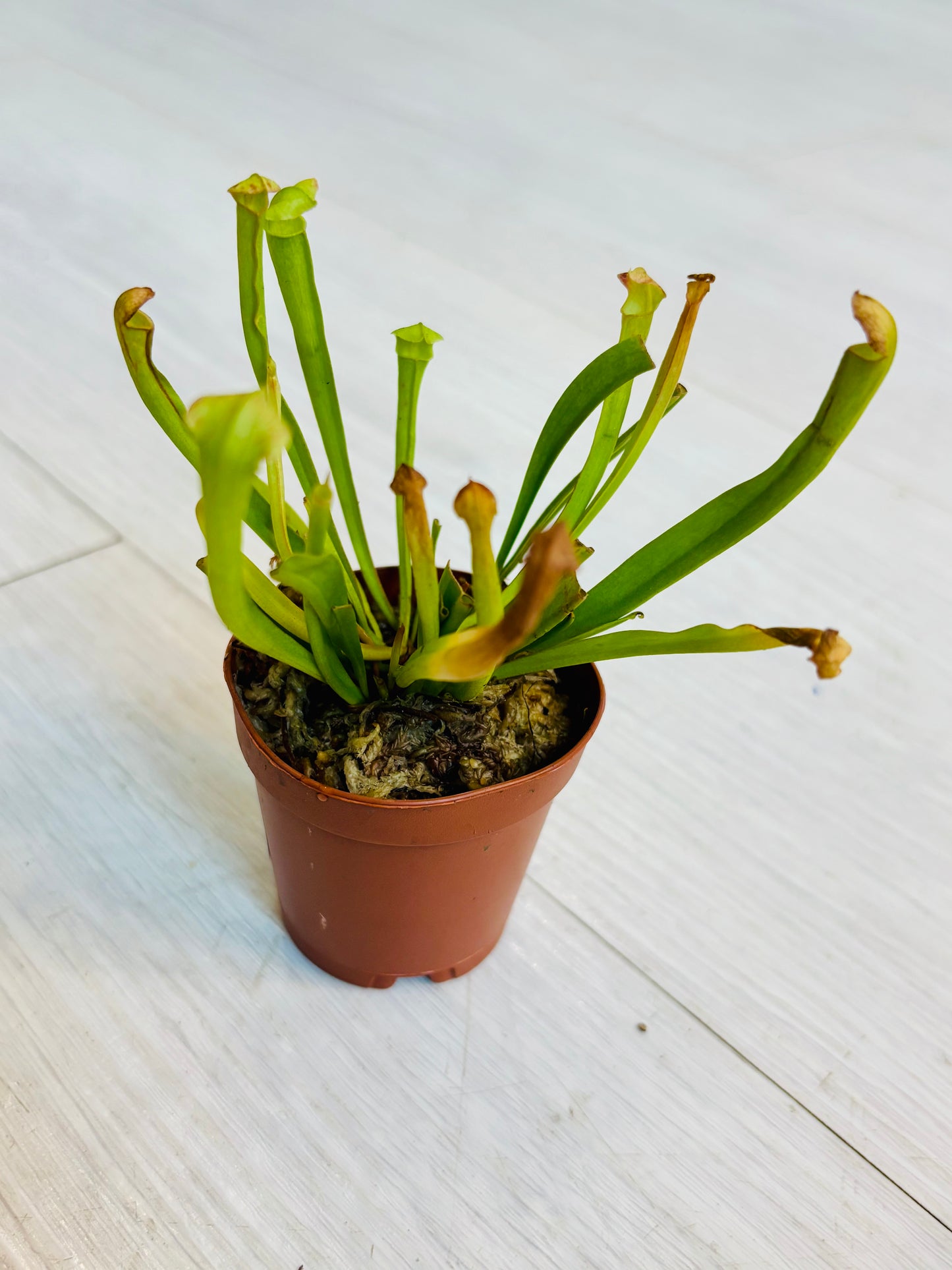 Sarracenia flava Pitcher Plant