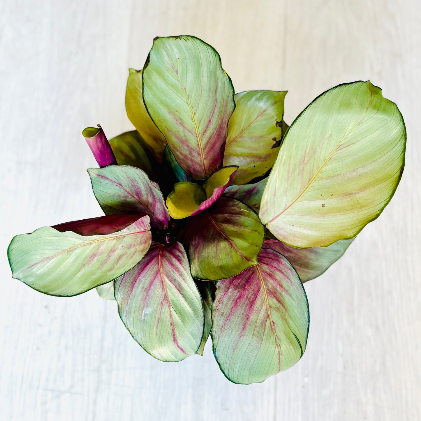 Silver Plate Calathea
