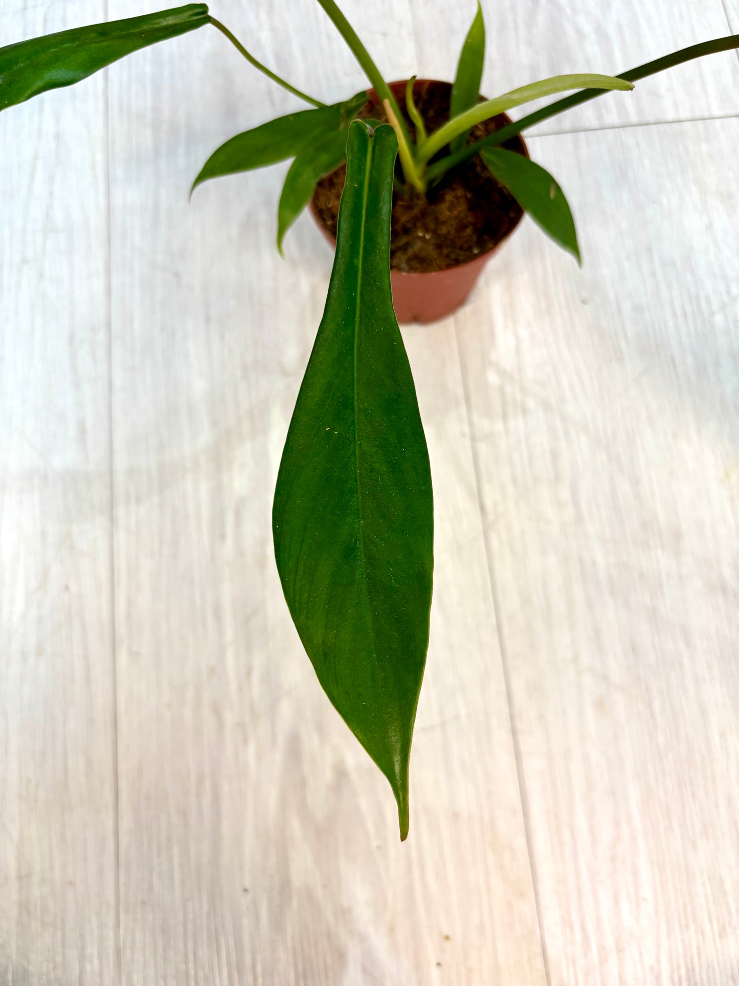 Joepii Philodendron