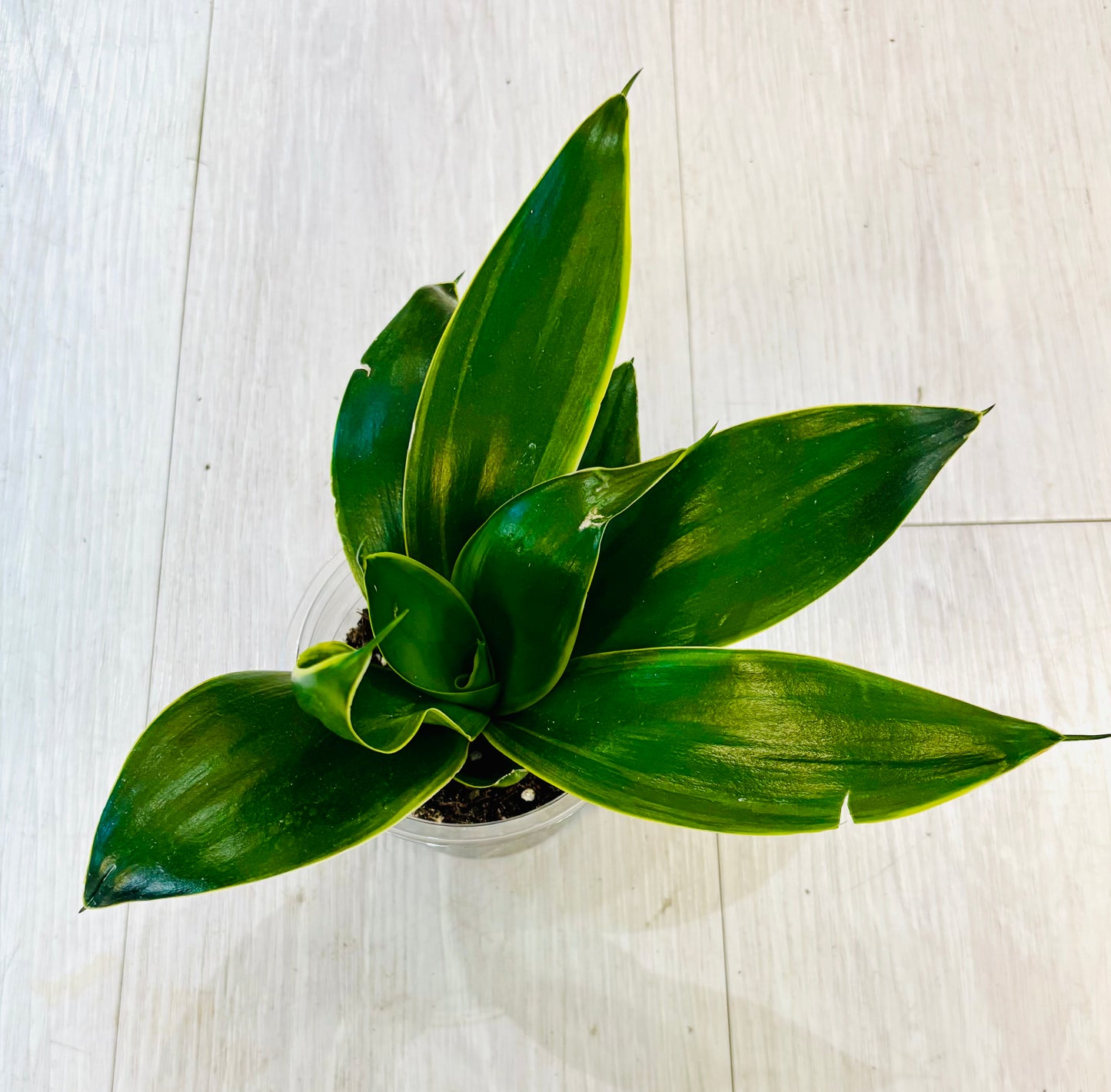 Emerald Star Hahnii Snake Plant