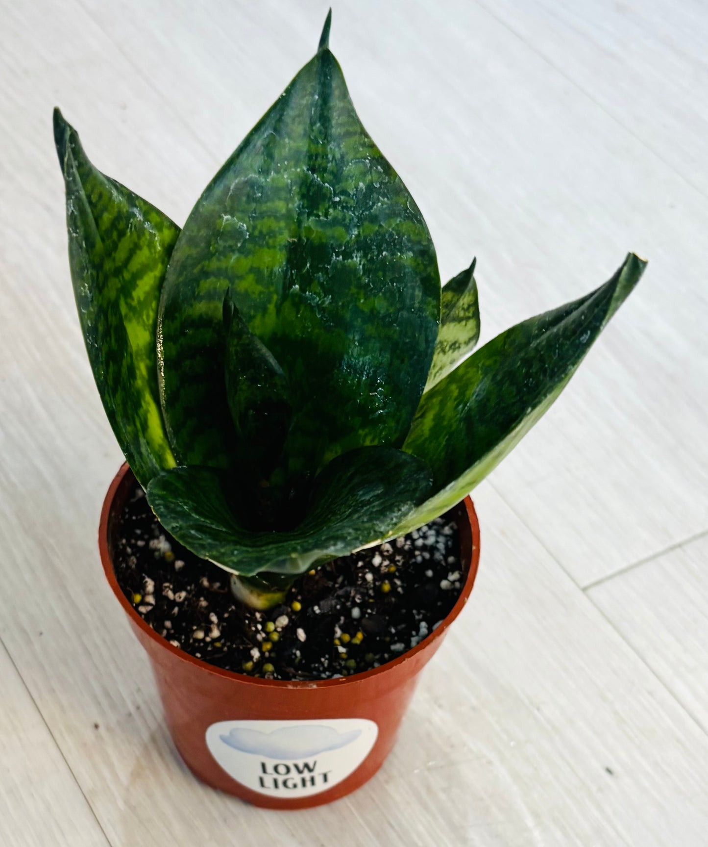 Green Hahnii Snake Plant