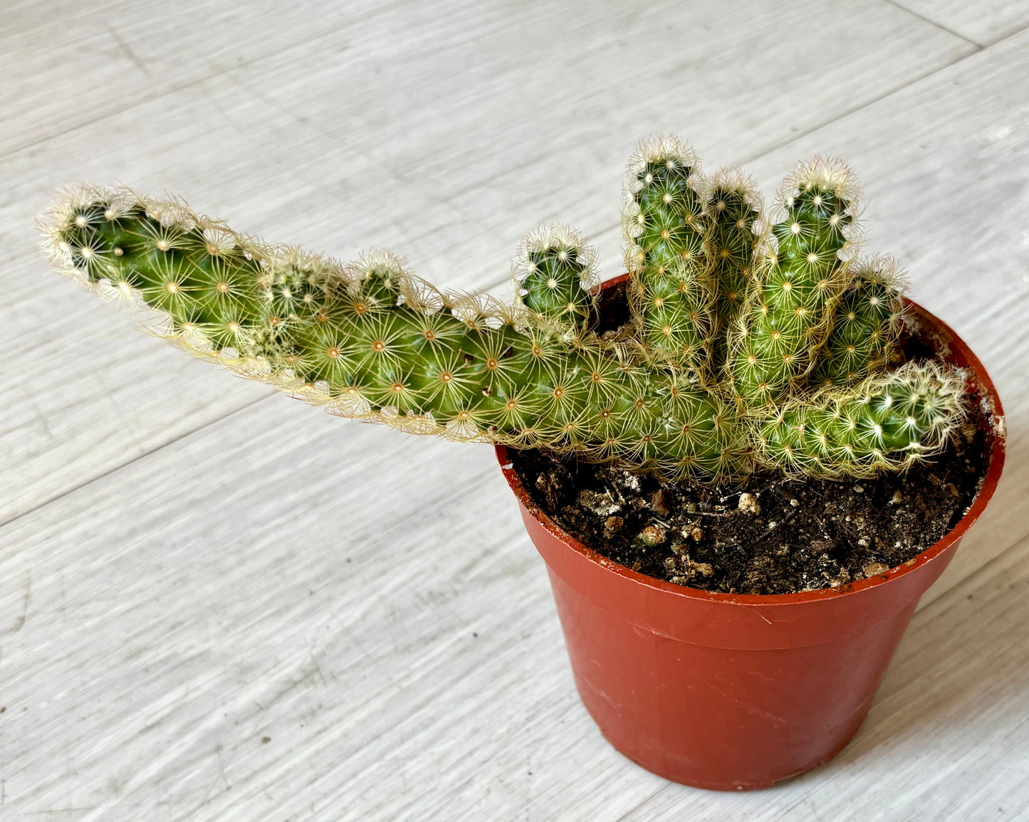 Cactus - Assorted 4"