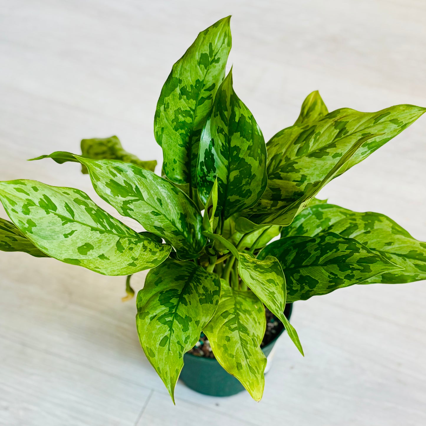 Army Aglaonema