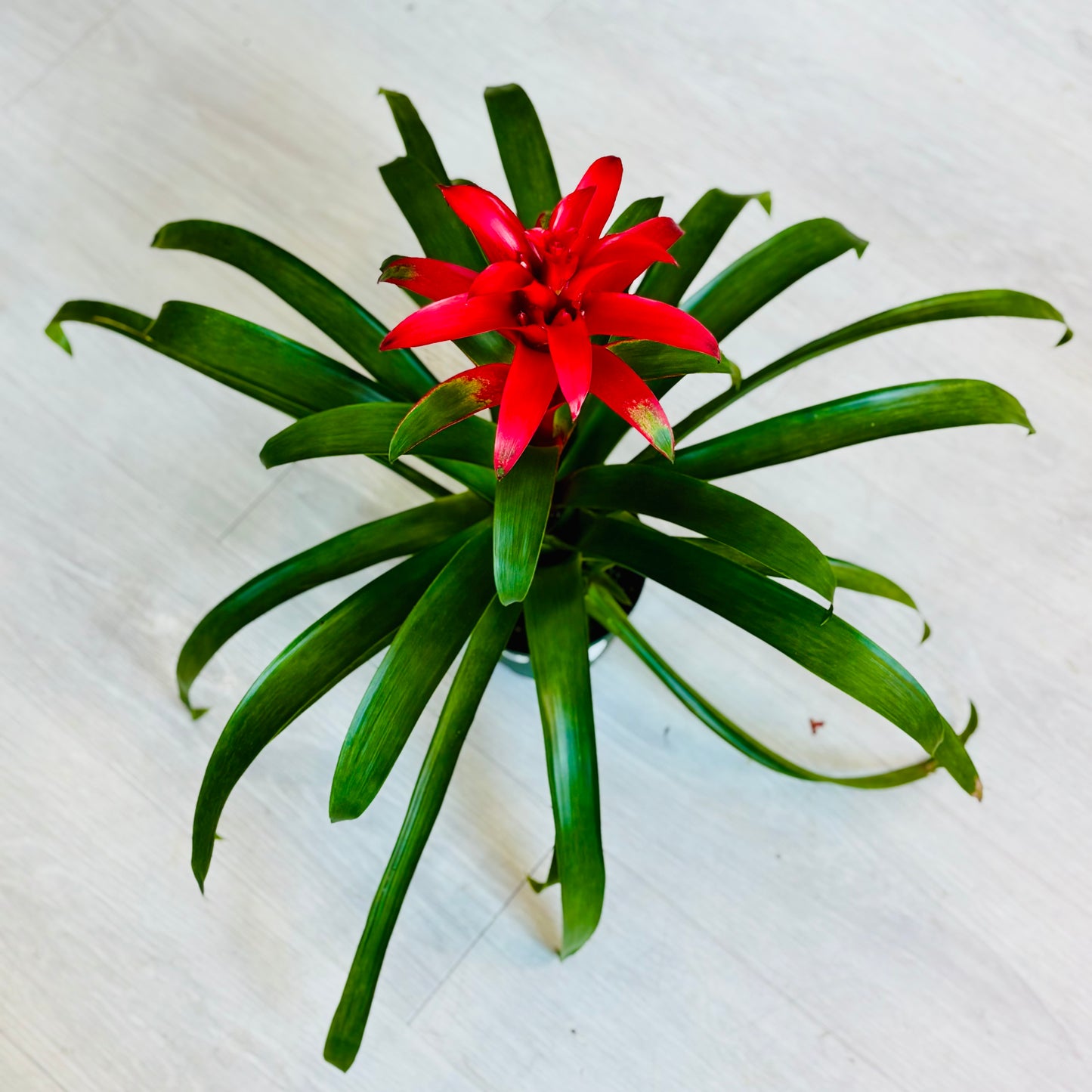 Guzmania Bromeliad