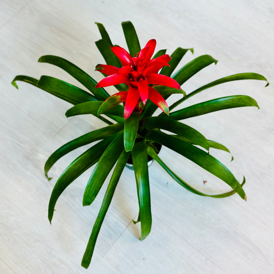 Guzmania Bromeliad