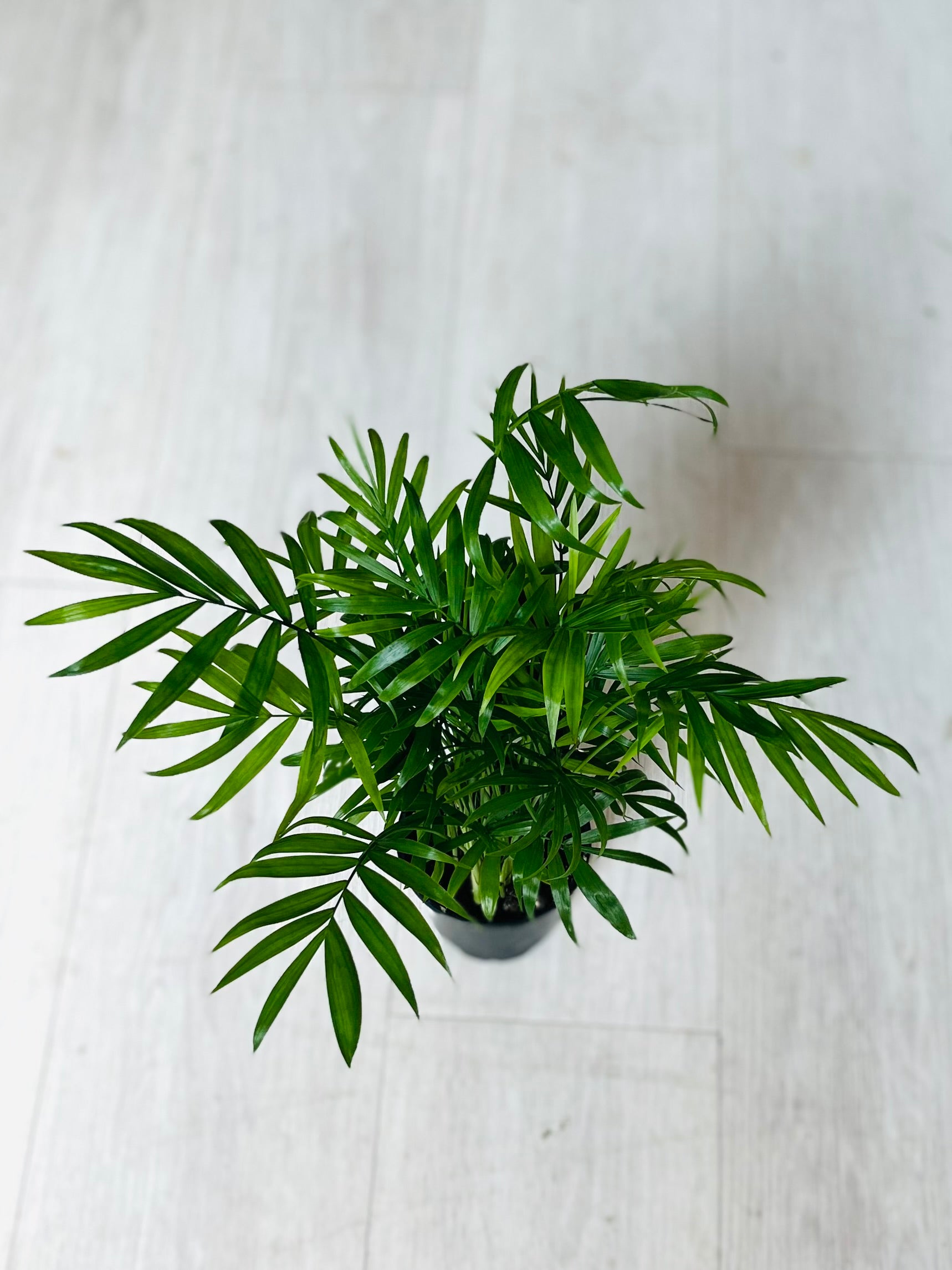 neanthe bella palm plant Neanthe Bella Palm 4"