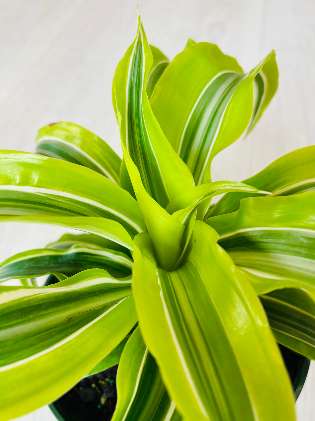 Dracaena Lemon Surprise