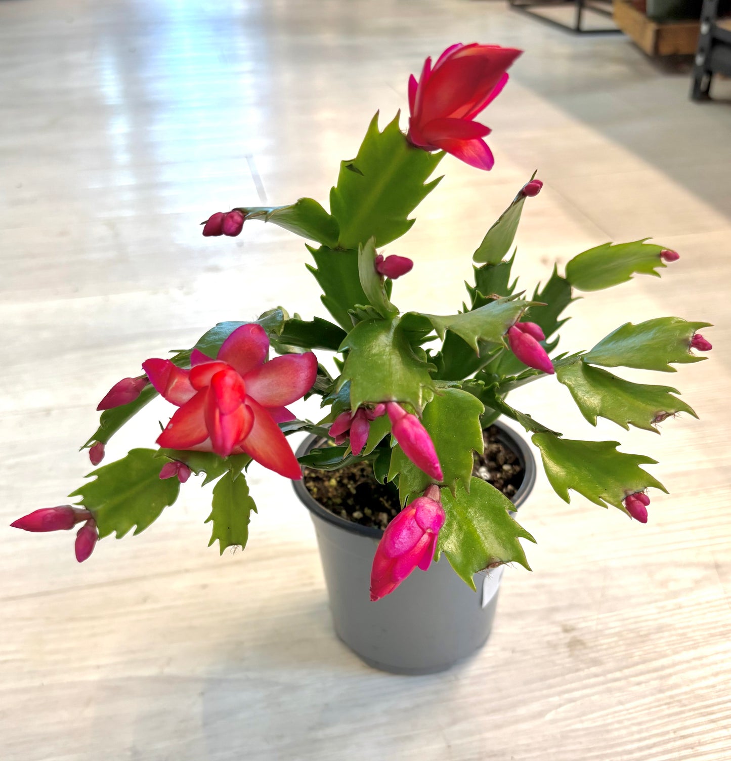 Thanksgiving Cactus