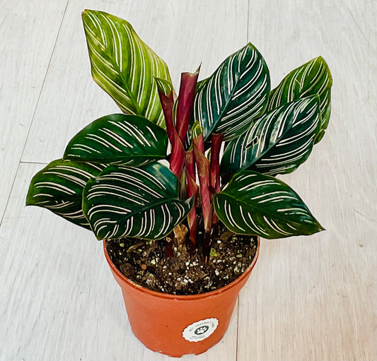 Pinstripe Calathea