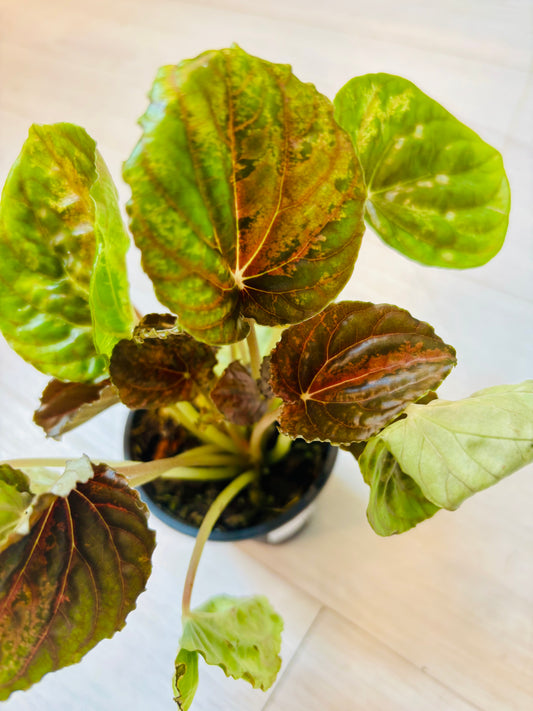 Peperomia Caperata