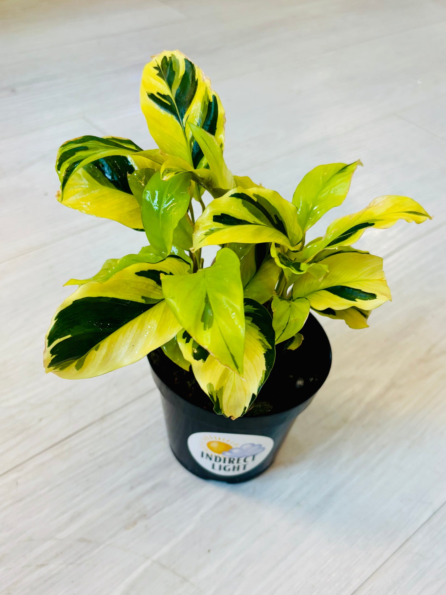 Yellow Fusion Calathea