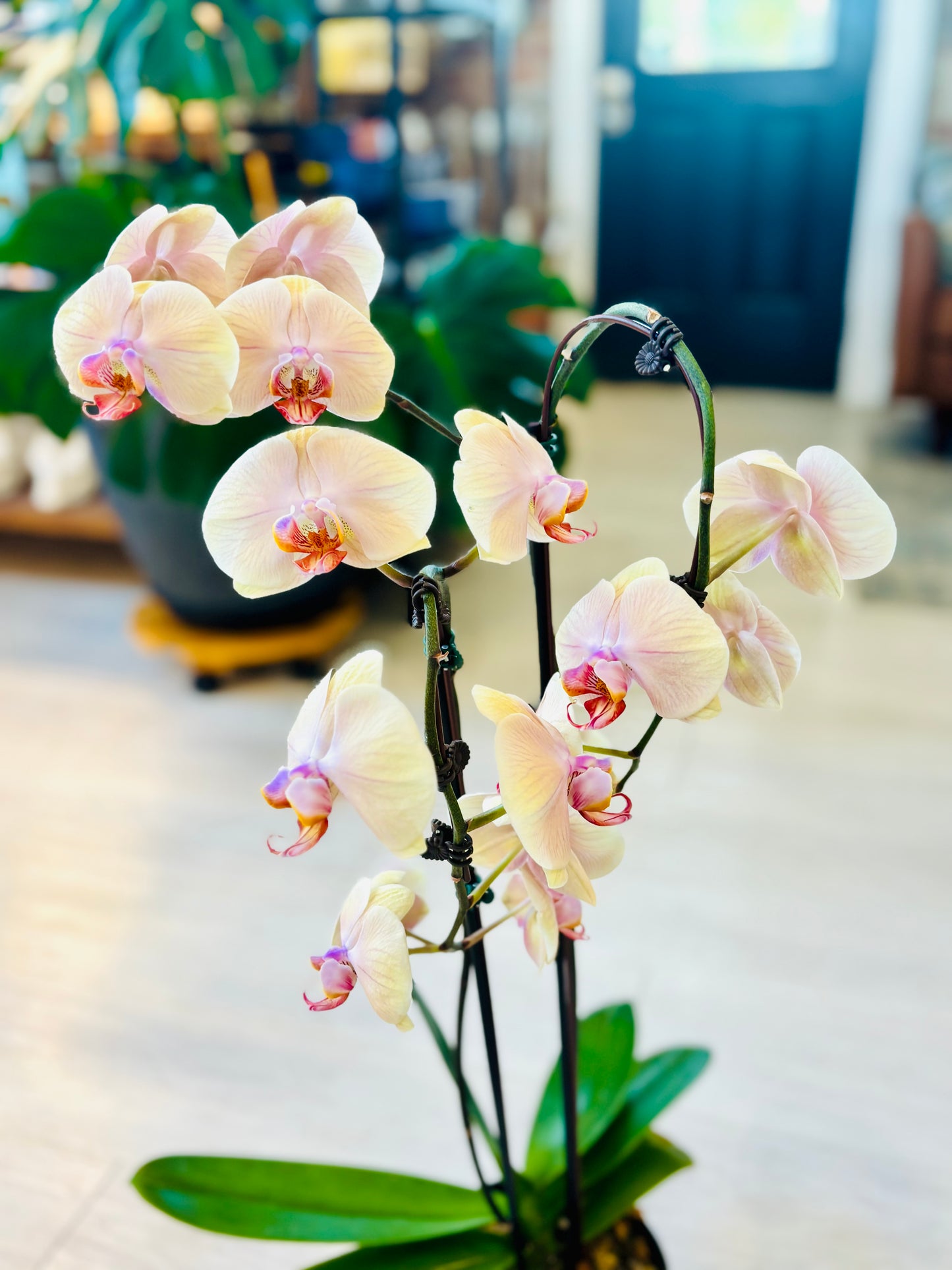 Phalaenopsis Orchid