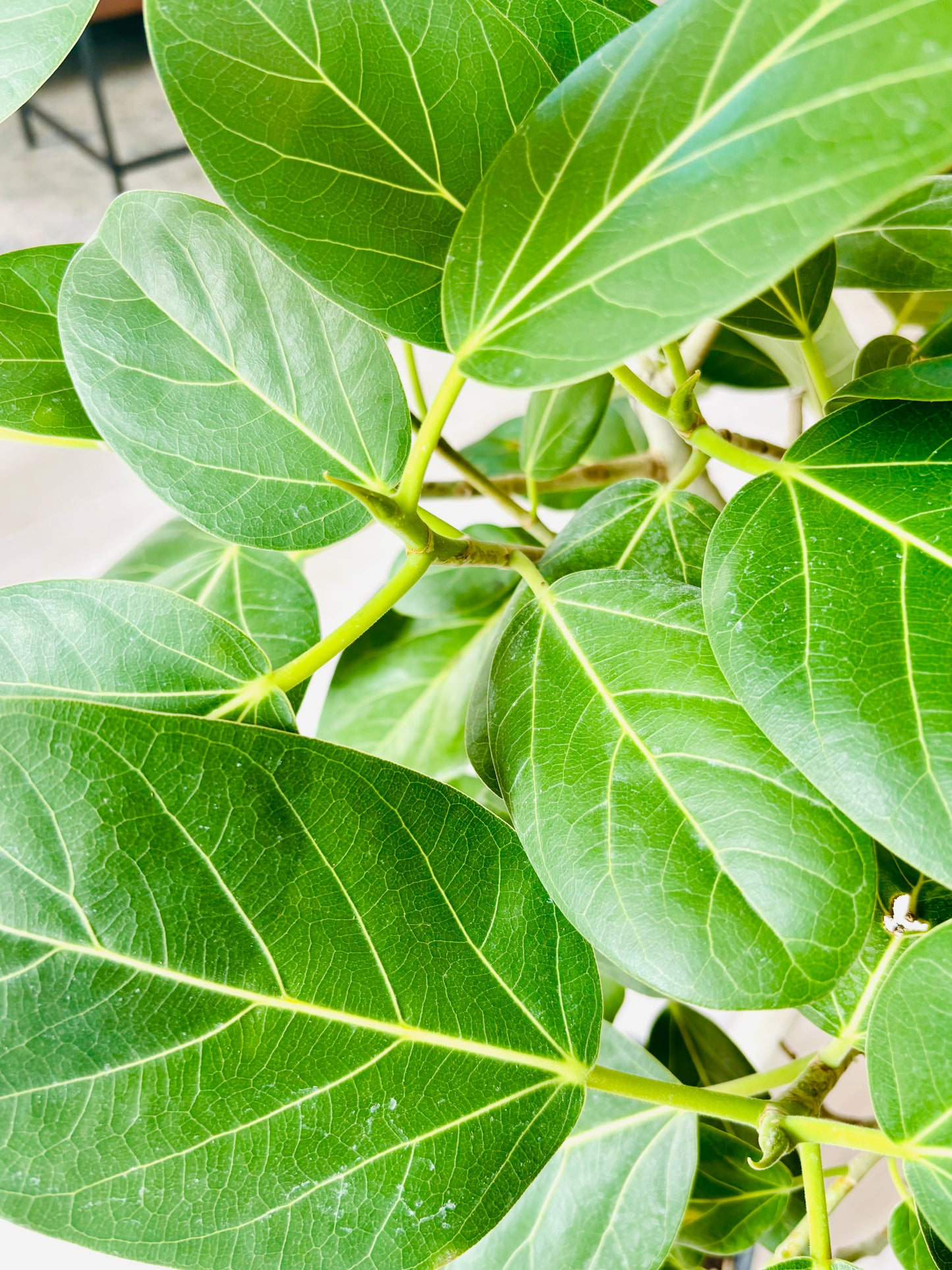 Audrey Bush Ficus