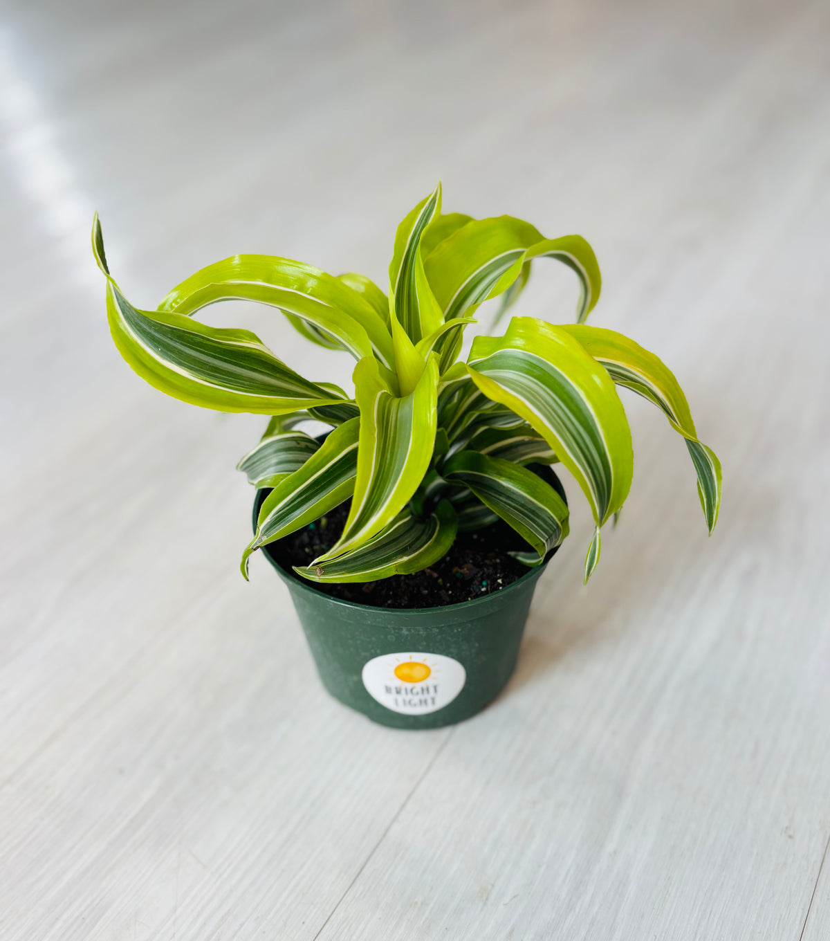 Dracaena Lemon Surprise