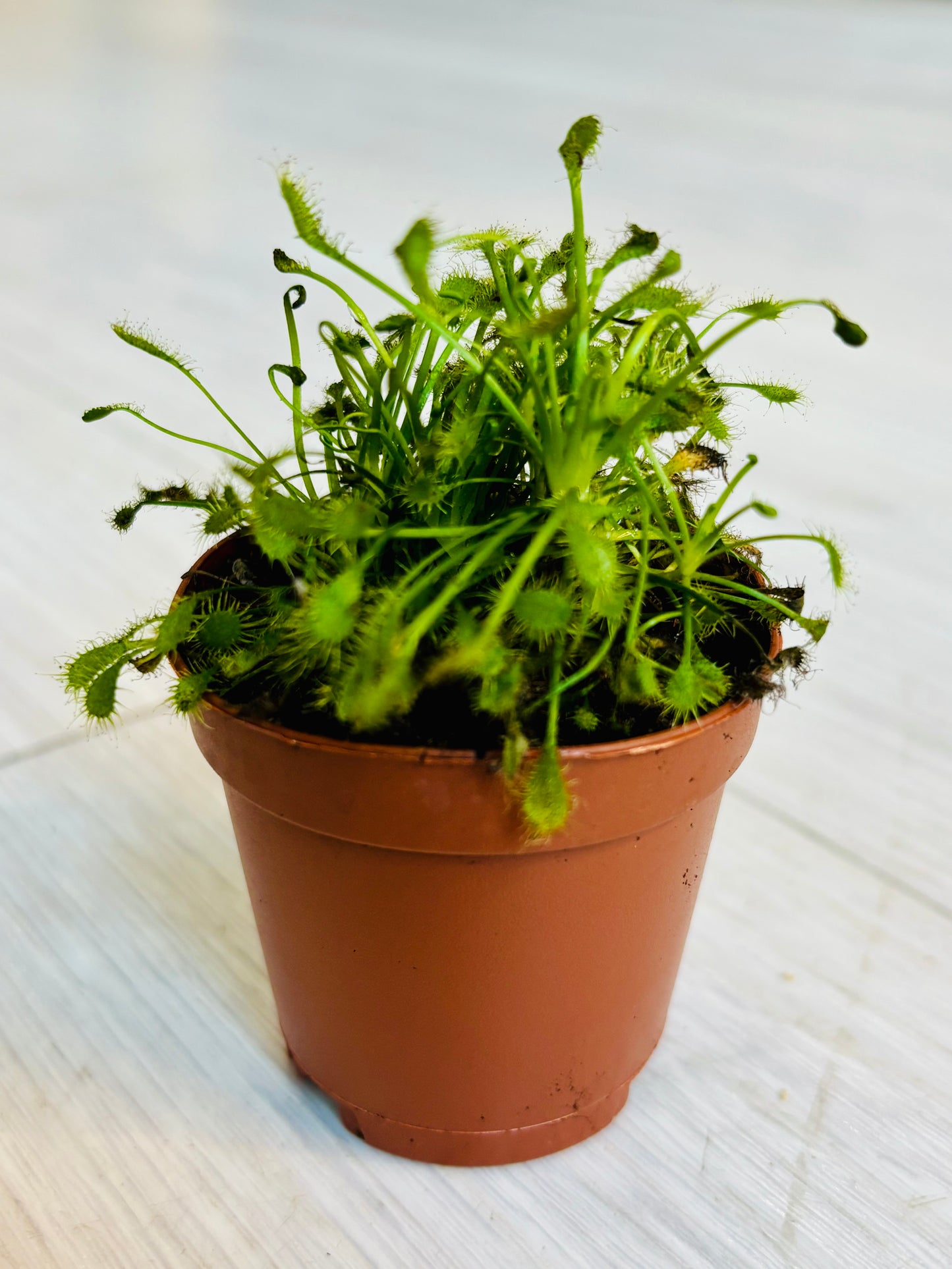 Drosera madagascariensis