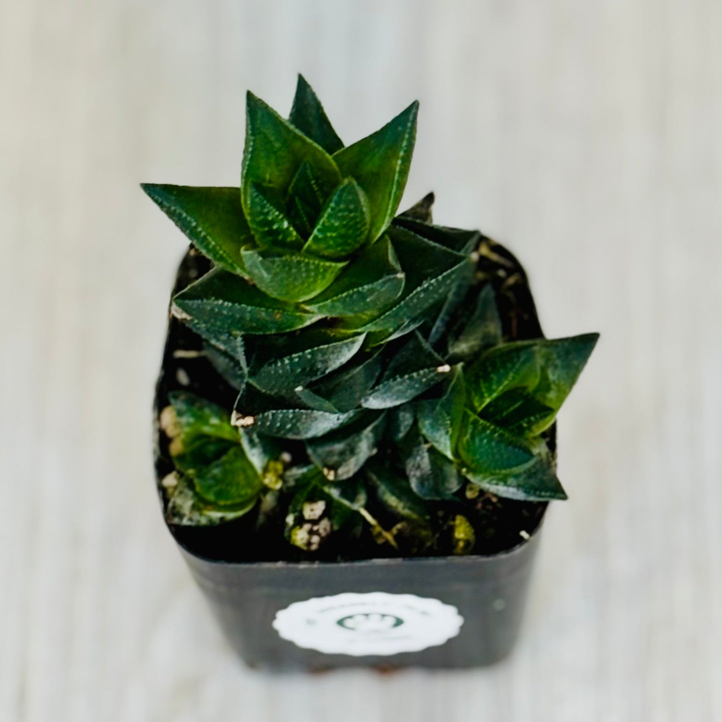 Succulents - Assorted 2”