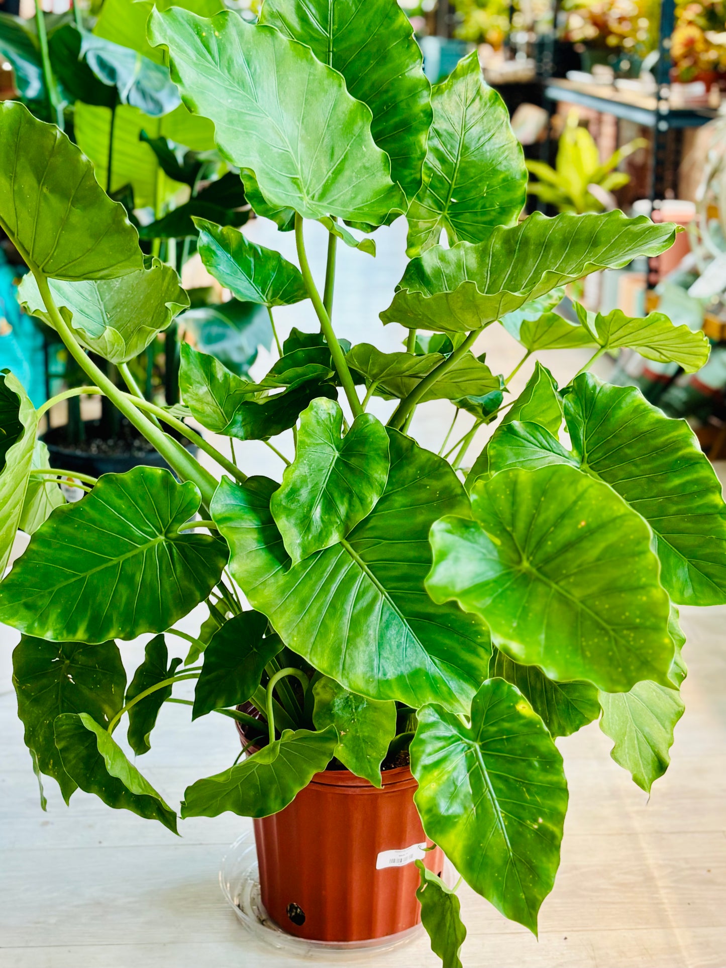 Elephant Ear Alocasia