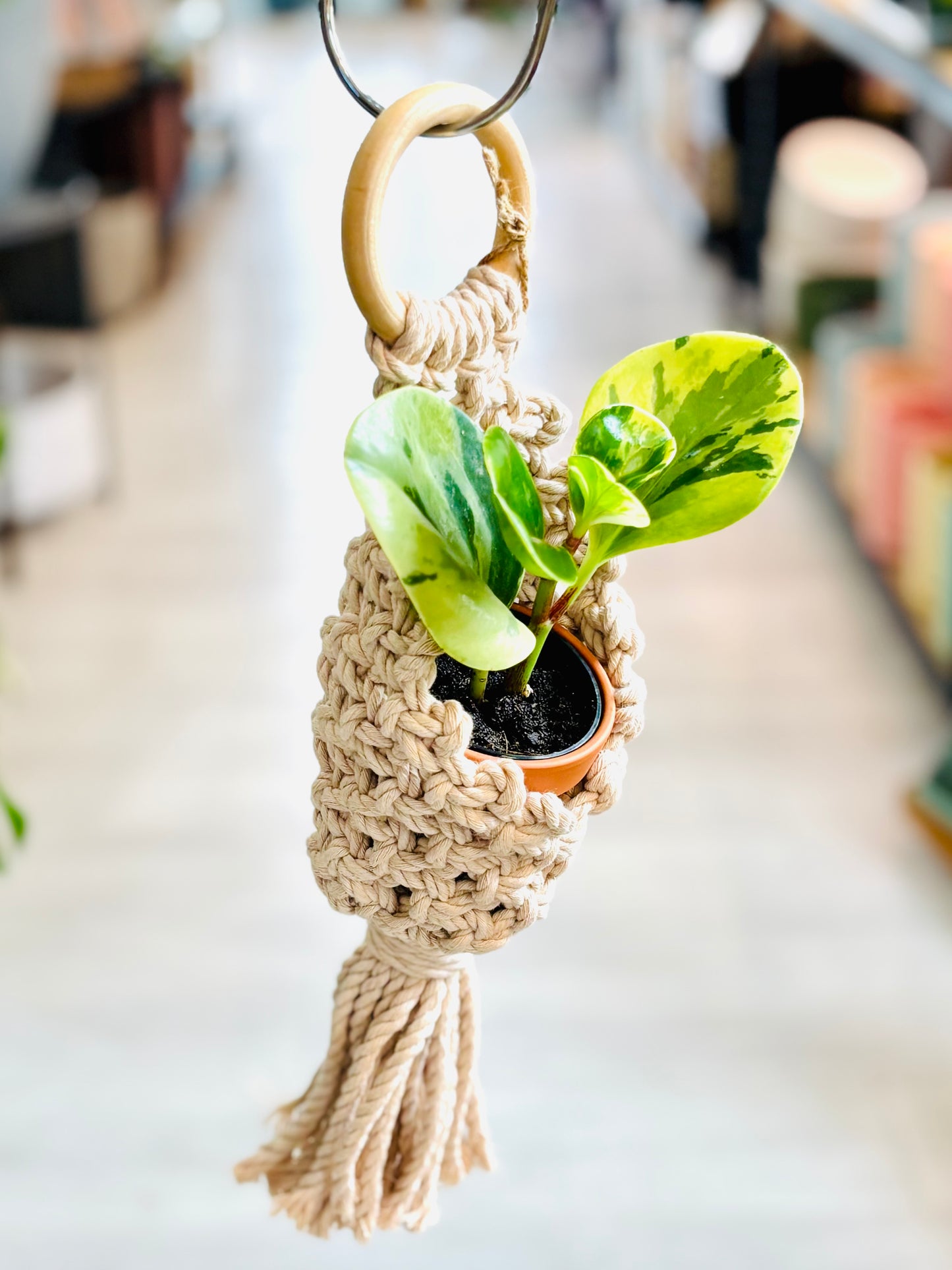 Knotty By Nature Airplant Pods
