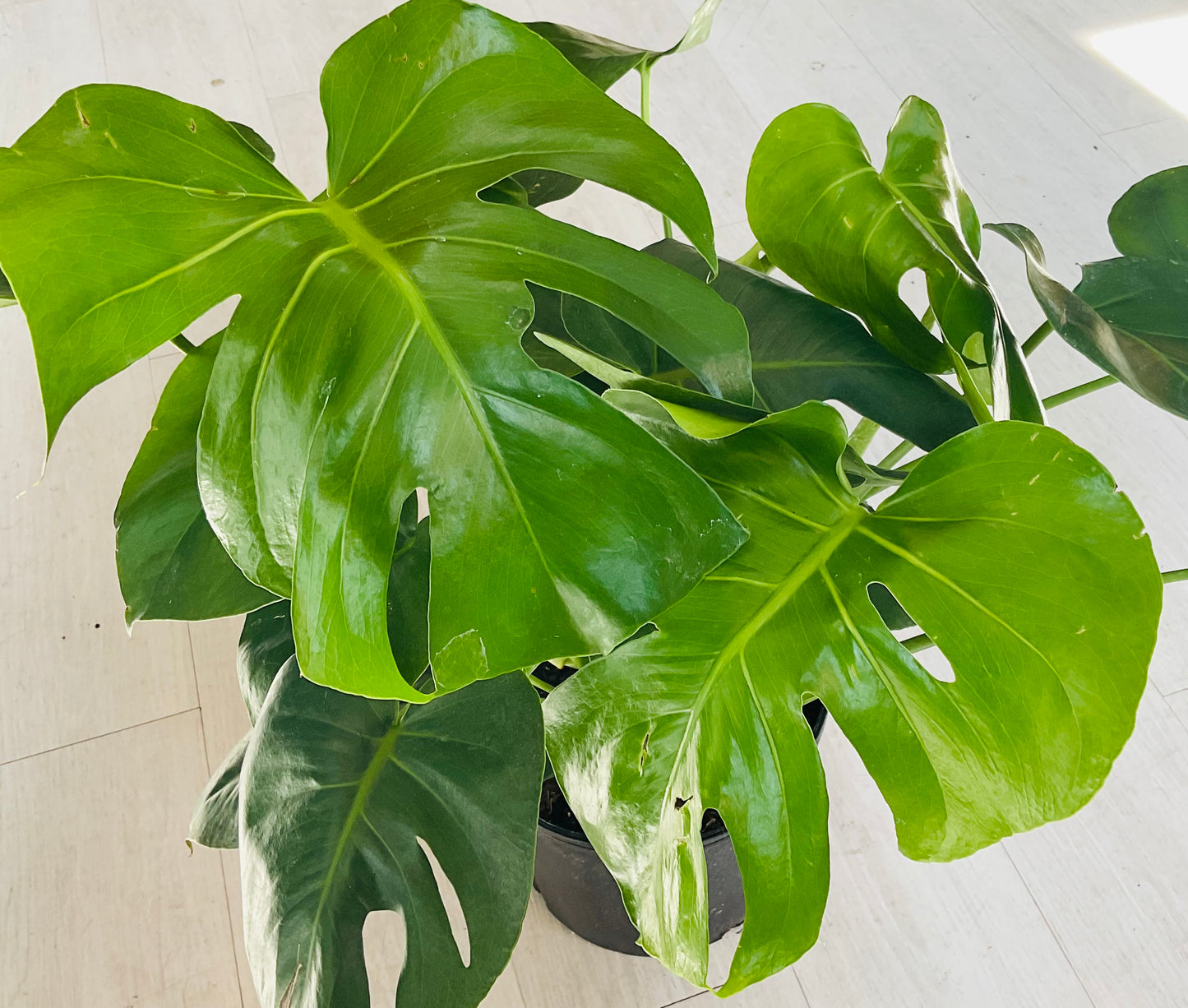 Monstera Deliciosa