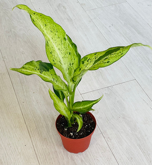 Camo Dieffenbachia