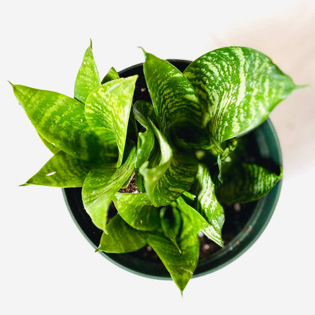 Green Hahnii Snake Plant