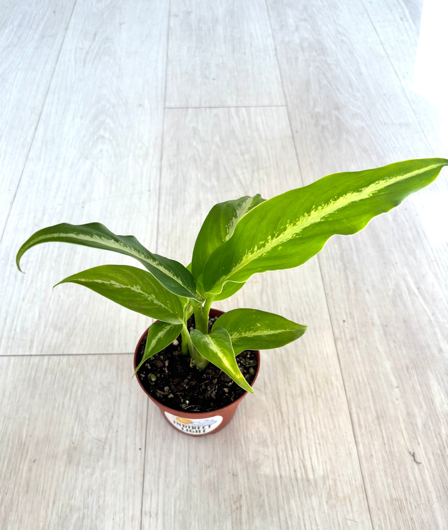 Cougar Dieffenbachia