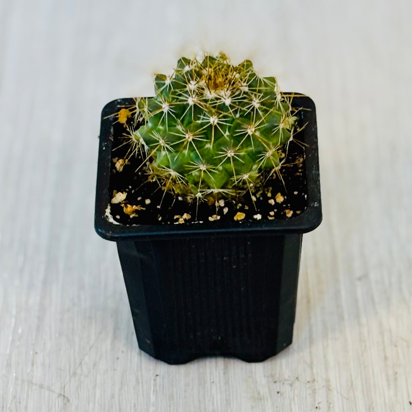 Cactus - Assorted 3"
