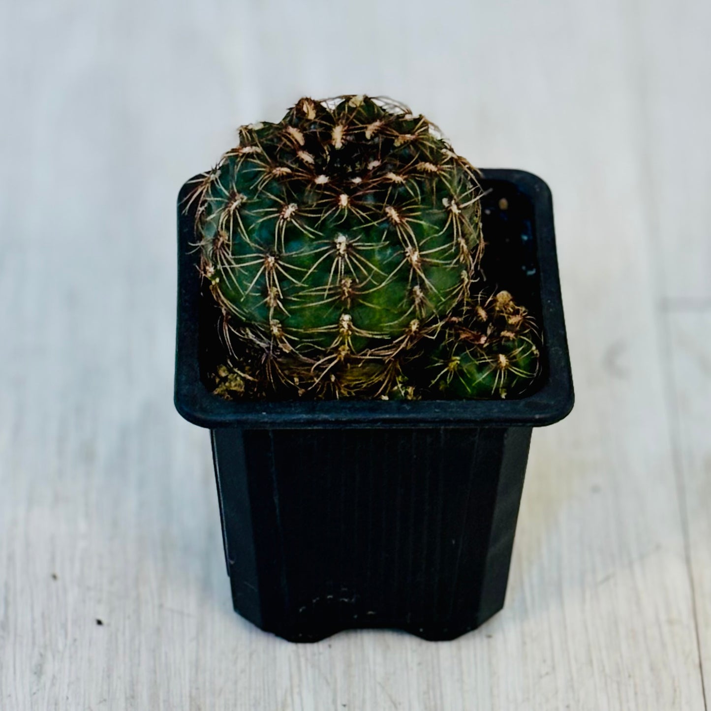 Cactus - Assorted 3"