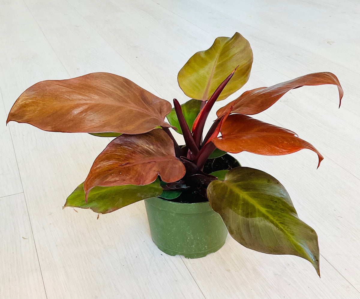 Imperial Red Philodendron