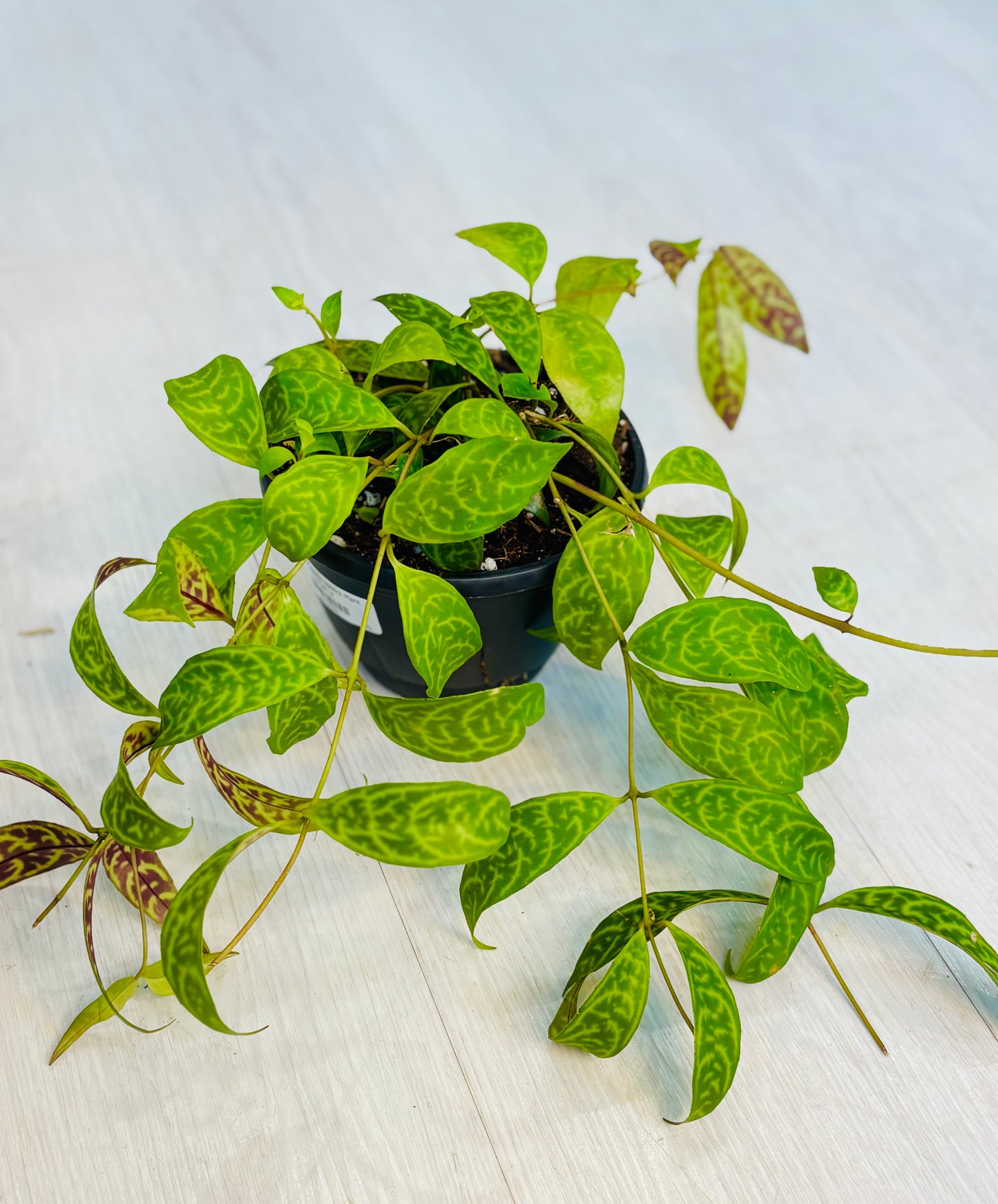 Black Pagoda Lipstick Plant