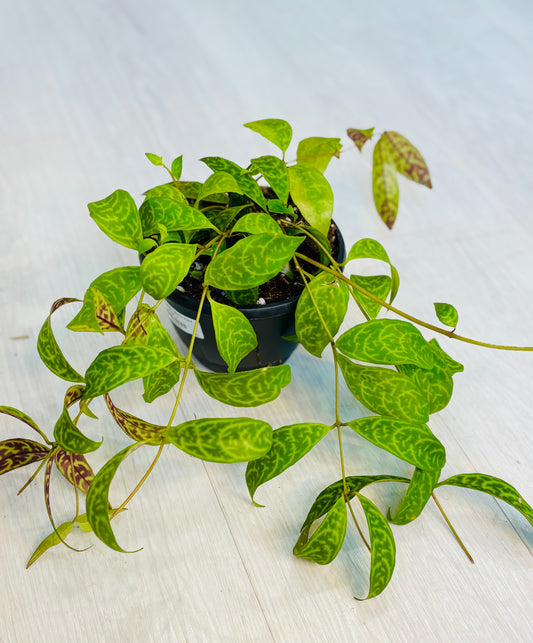Black Pagoda Lipstick Plant