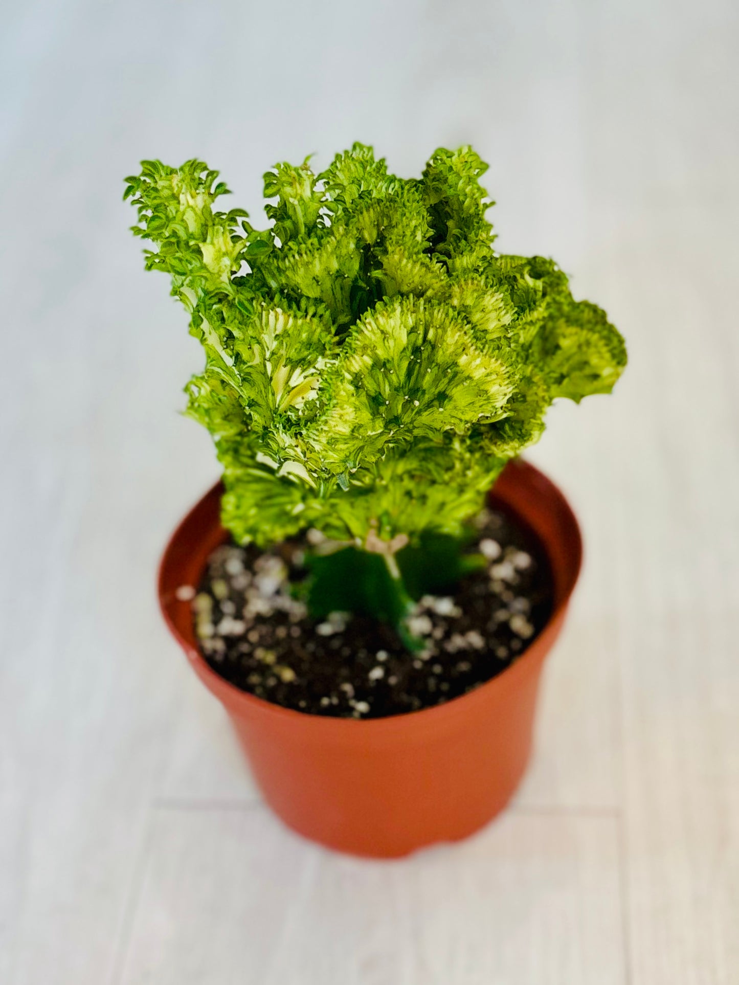 Coral Cactus