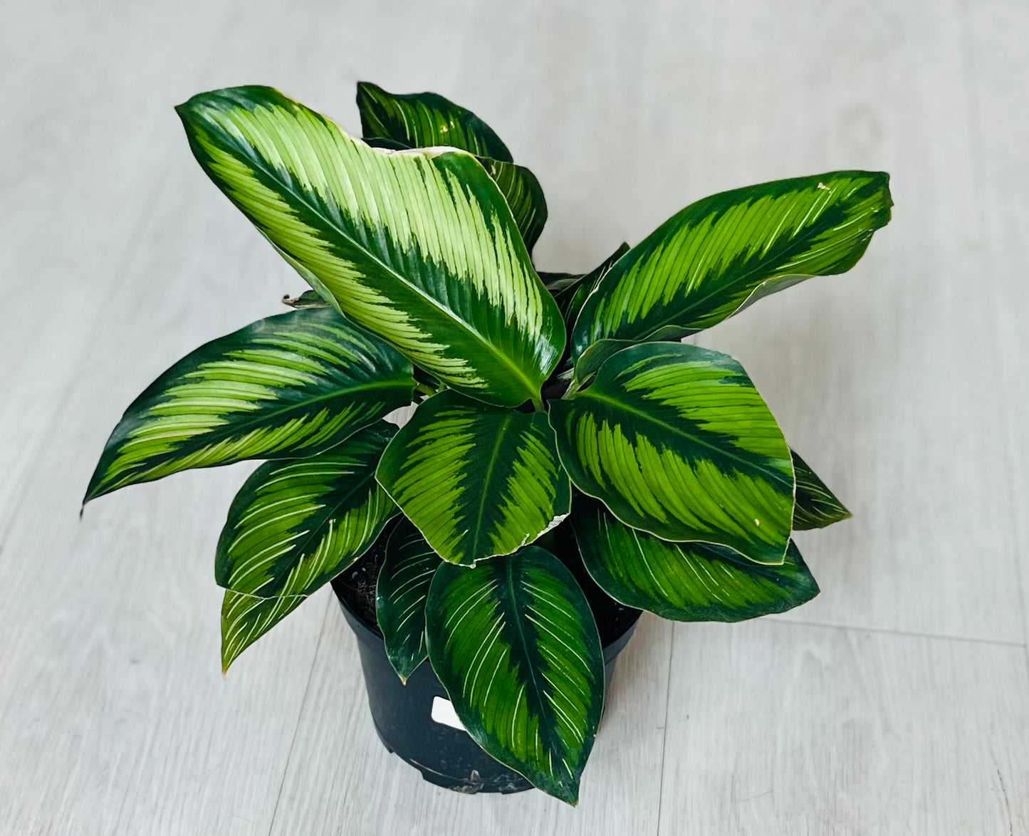 Beauty Star Calathea