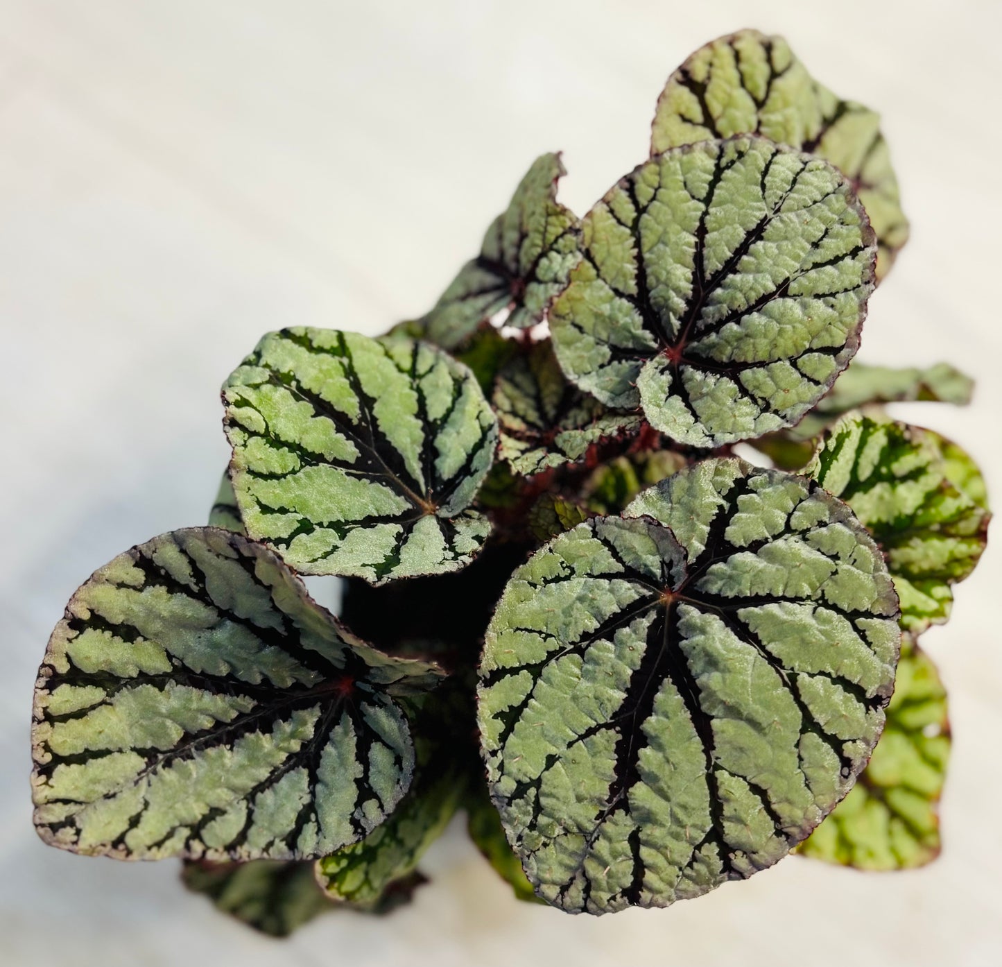 Rex Begonia