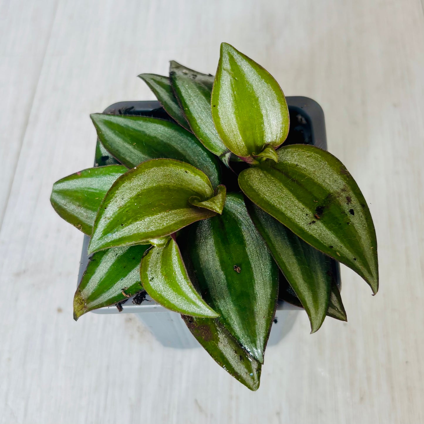 Houseplants - Assorted 3"