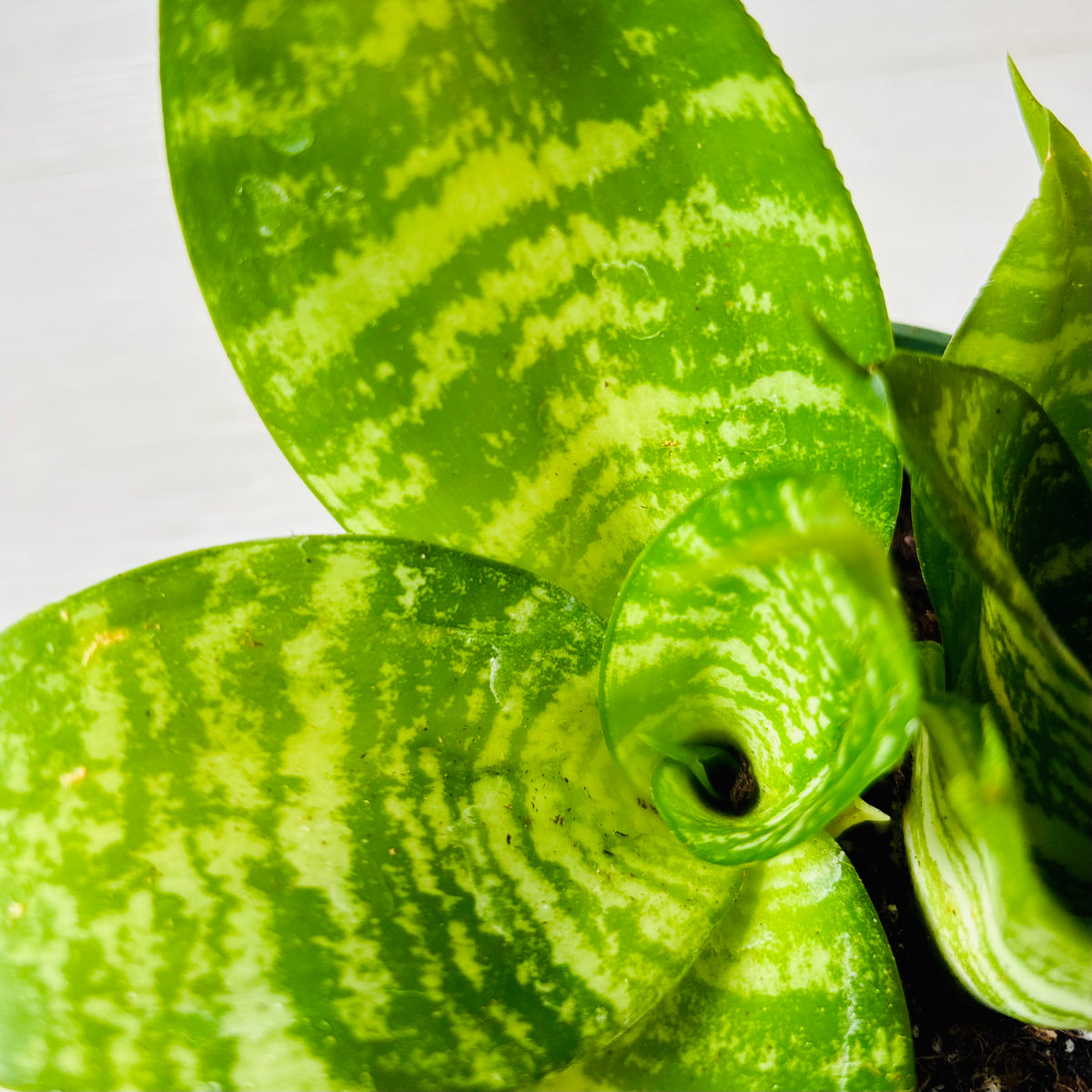 Green Hahnii Snake Plant