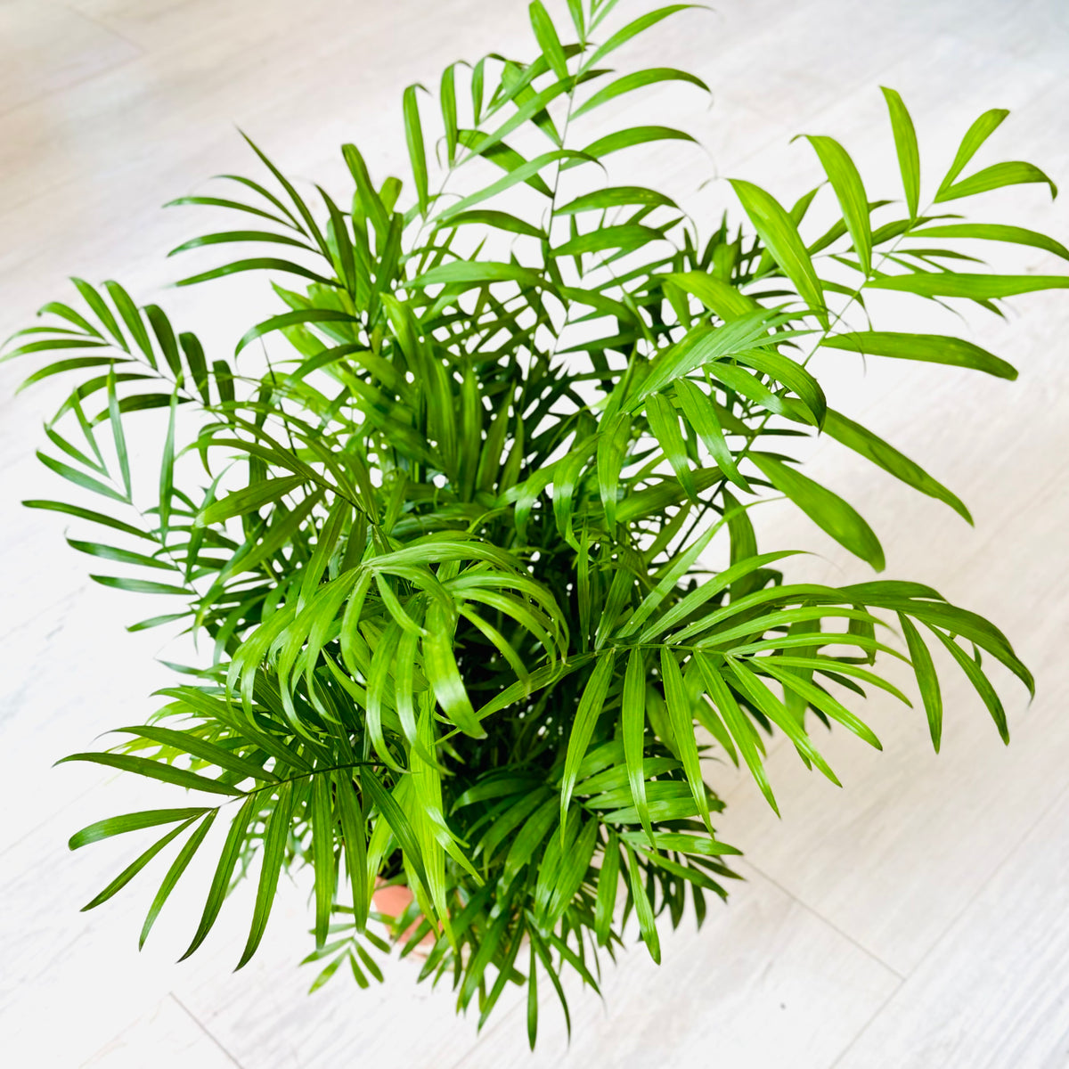 Neanthe Bella Palm