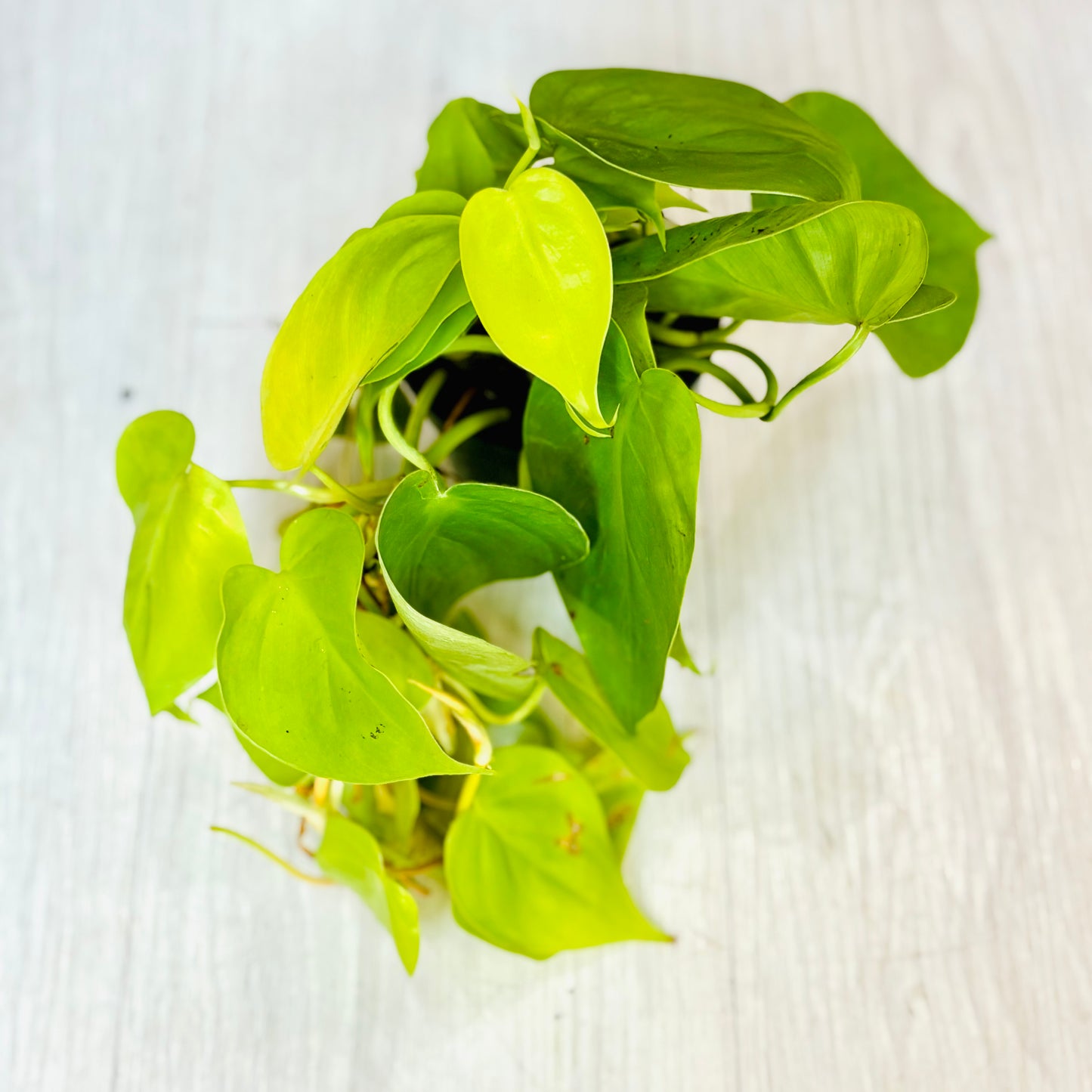 Heartleaf Philodendron Lemon Lime
