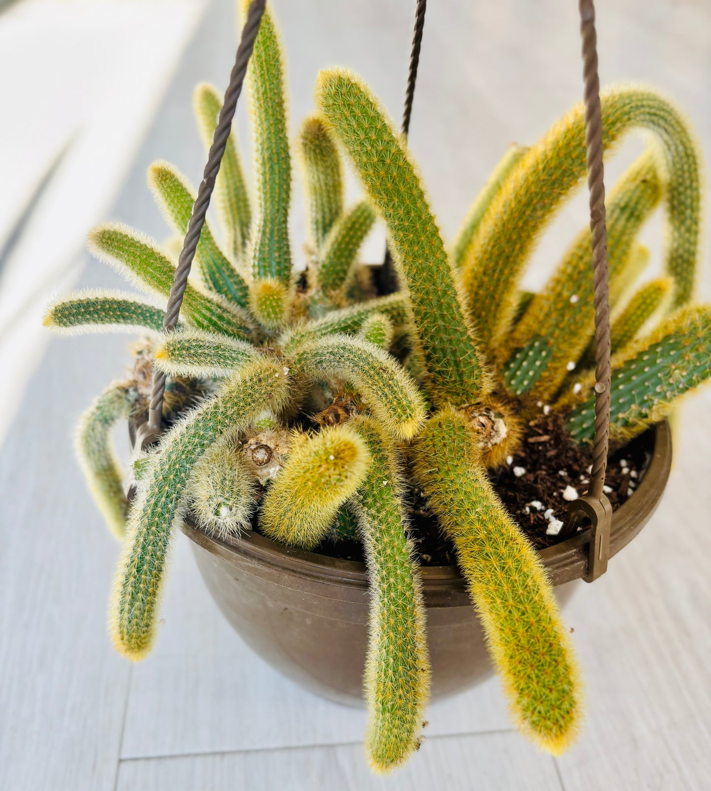 Golden Monkey Tail Cactus