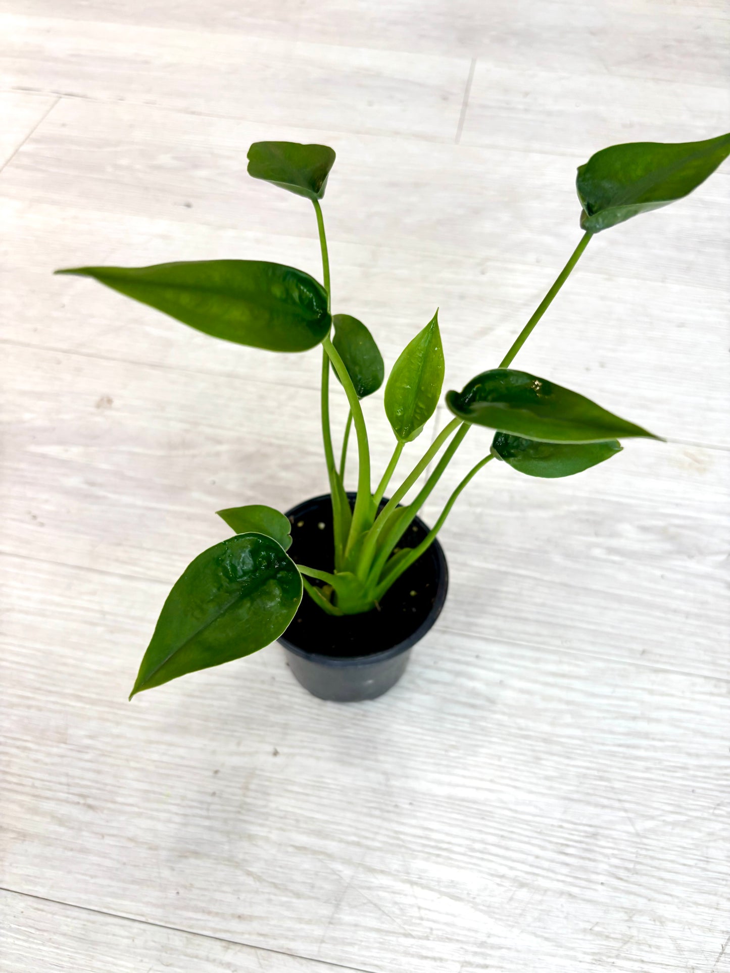 Tiny Dancer Alocasia