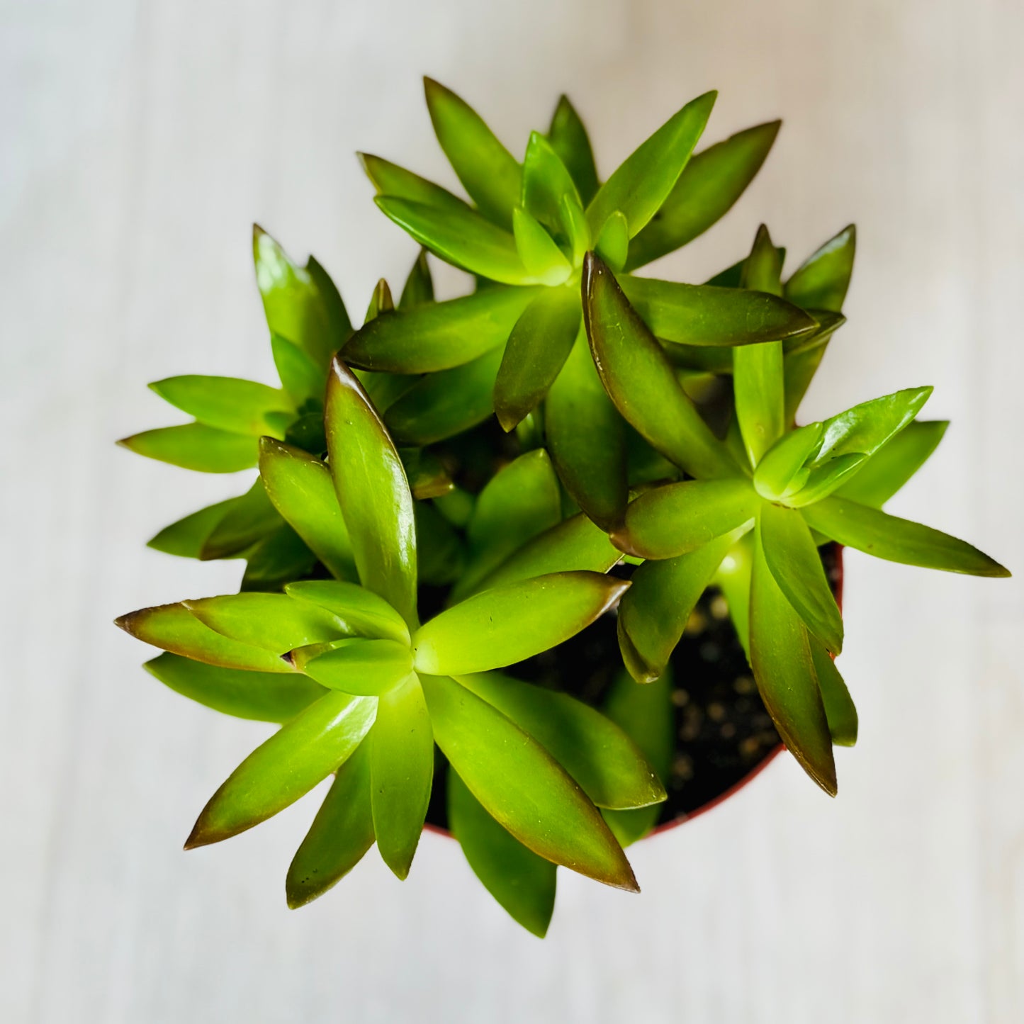 Succulents - Assorted 4"
