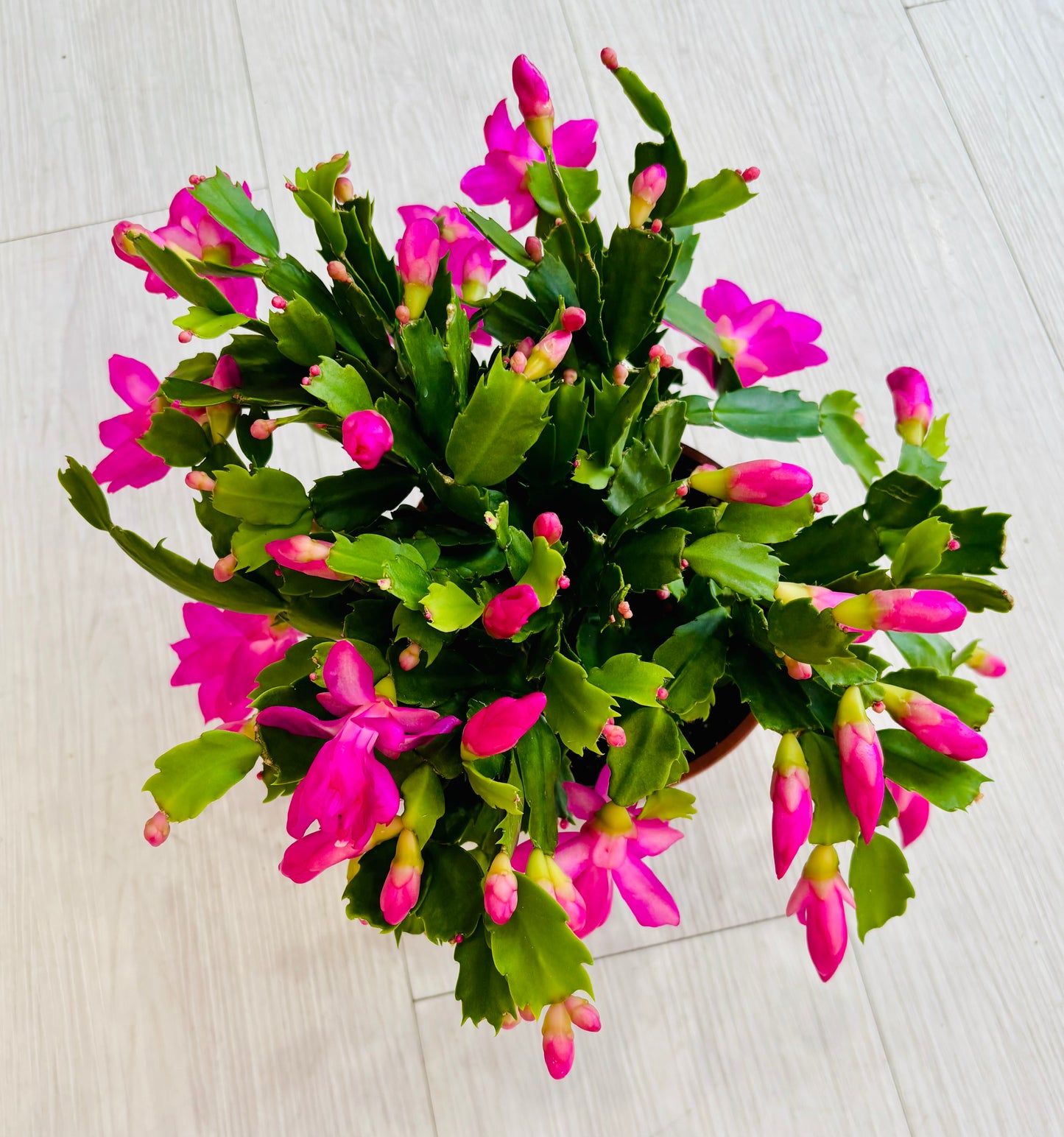 Thanksgiving Cactus