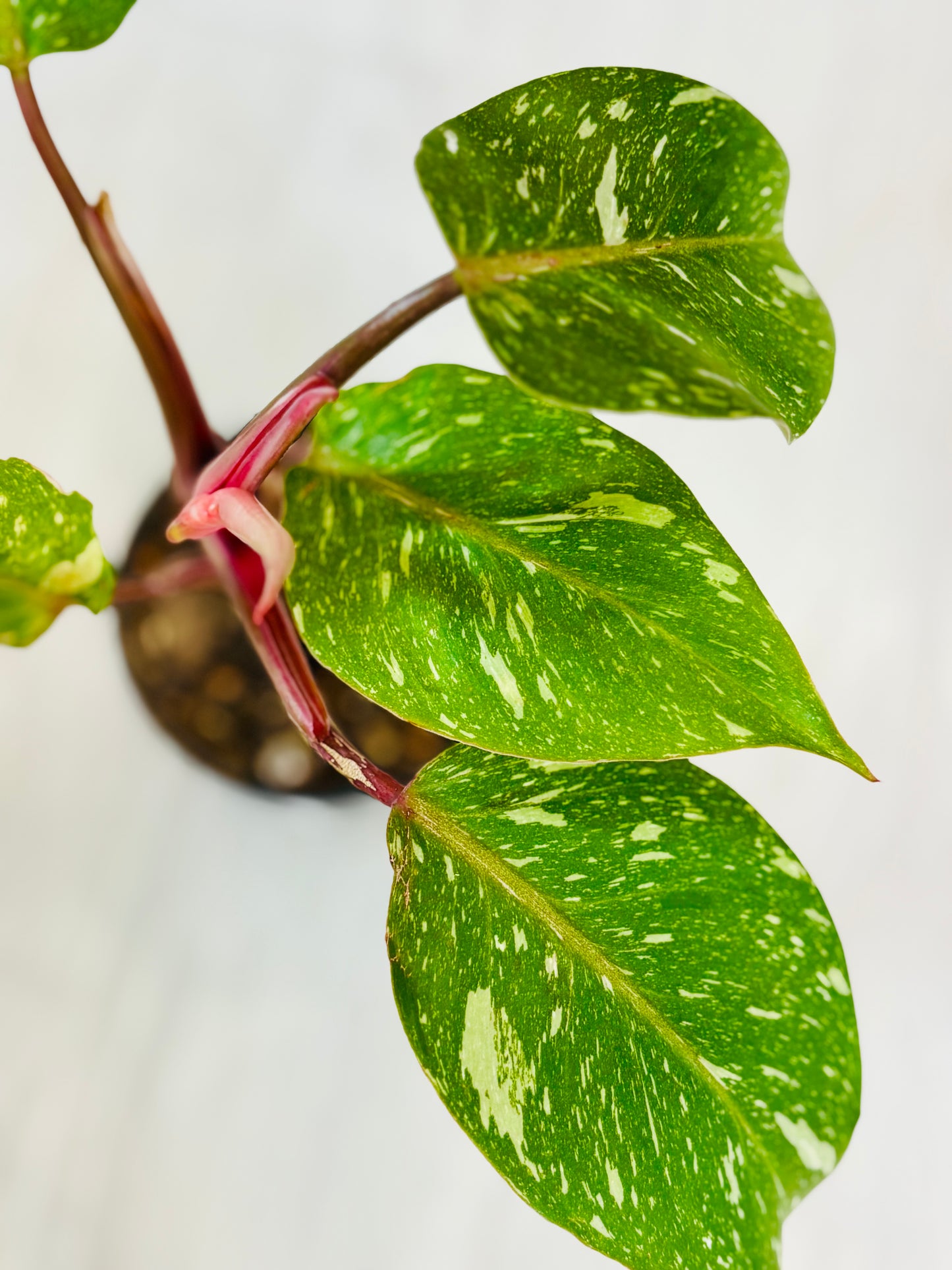 White Knight Marble Philodendron