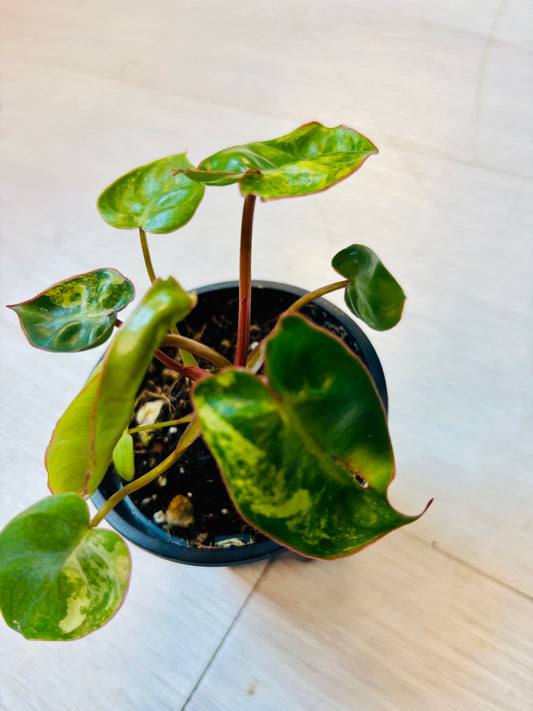Philodendron Billietiae Variegated