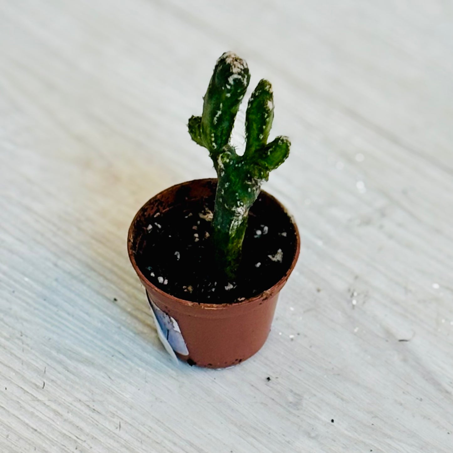 Cactus - Assorted 2"