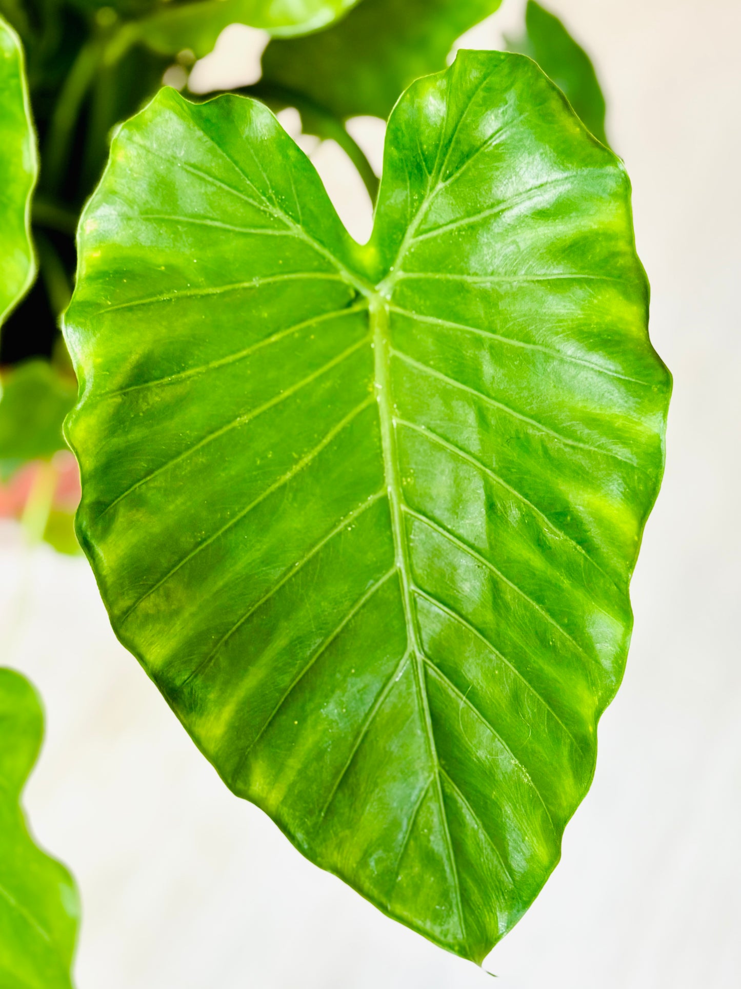Elephant Ear Alocasia